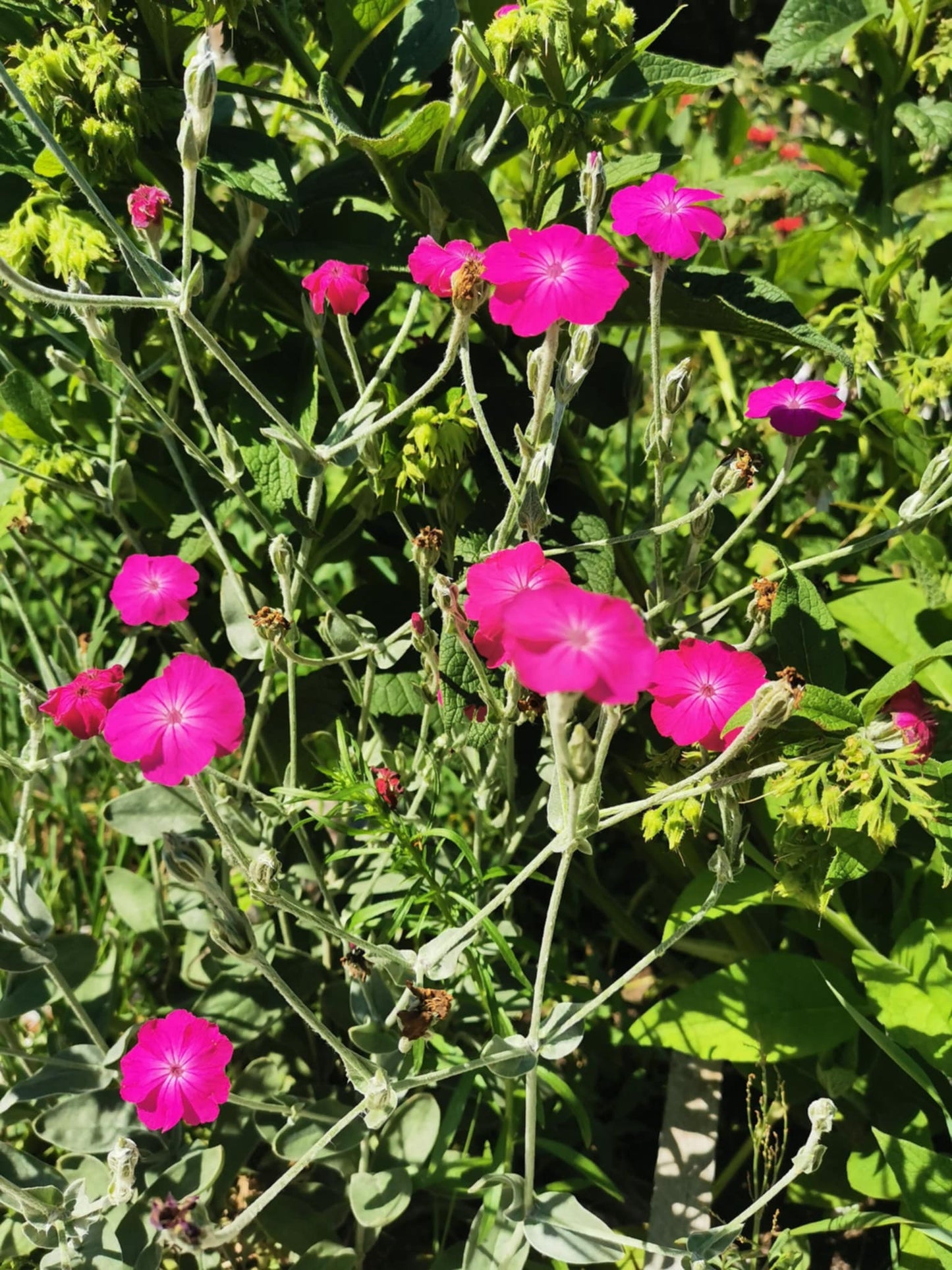 Coquelourde (Lychnis coronaria)