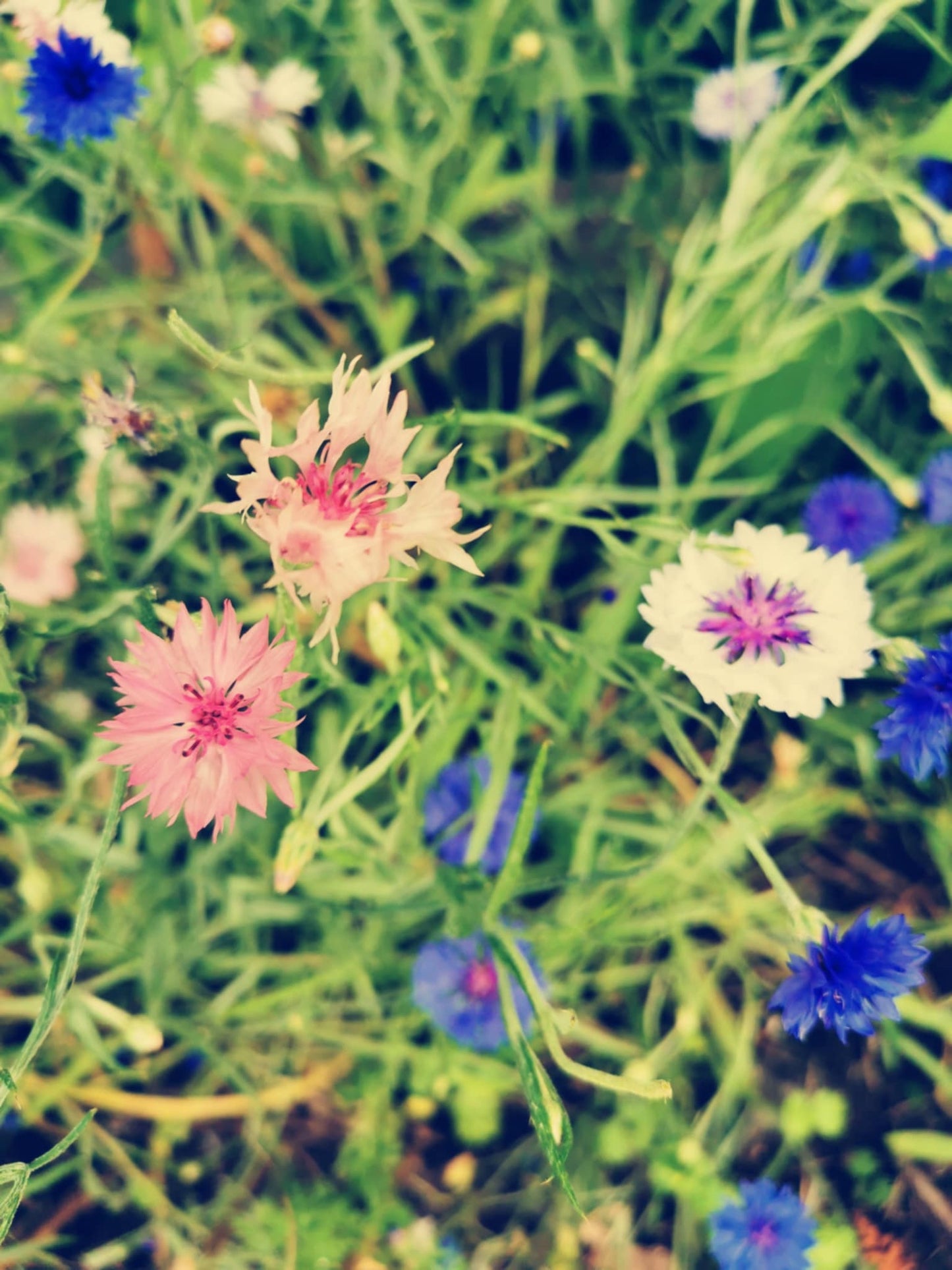 Centaurée en mélange