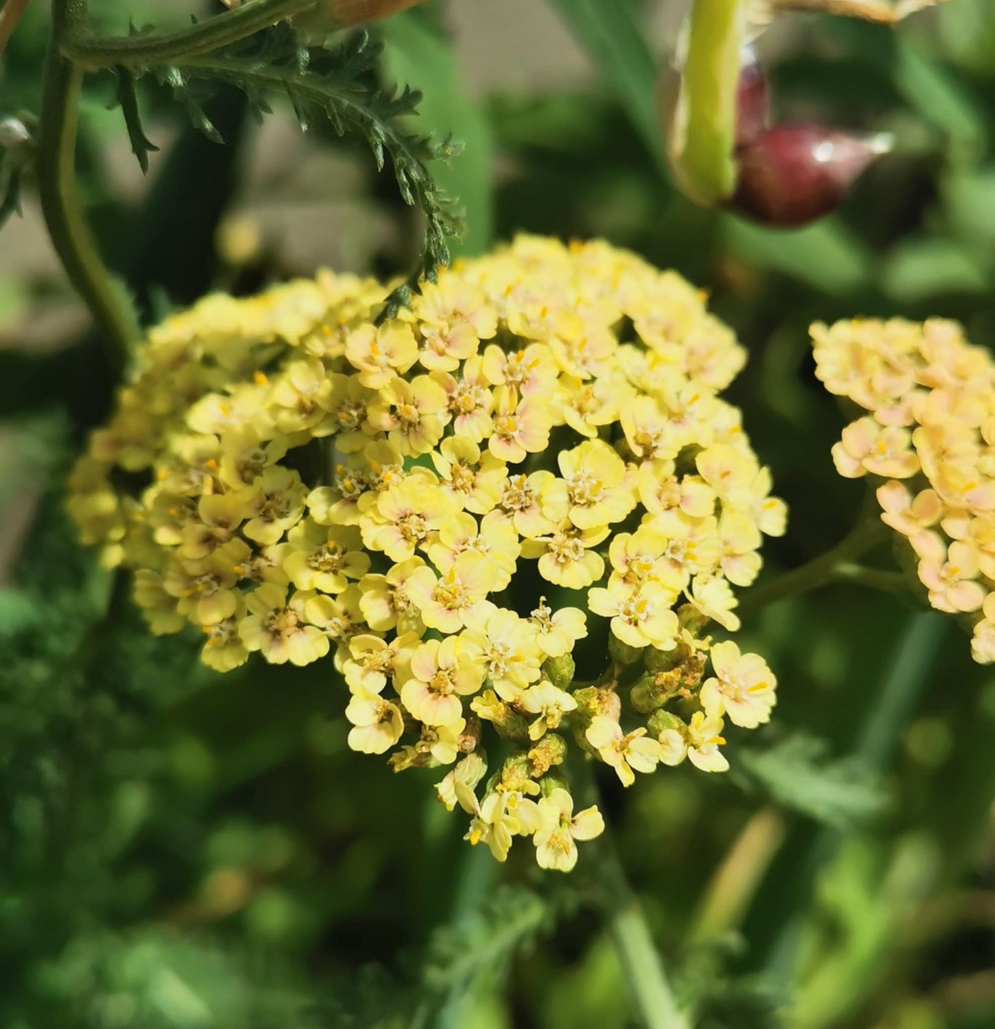 Lemon balm