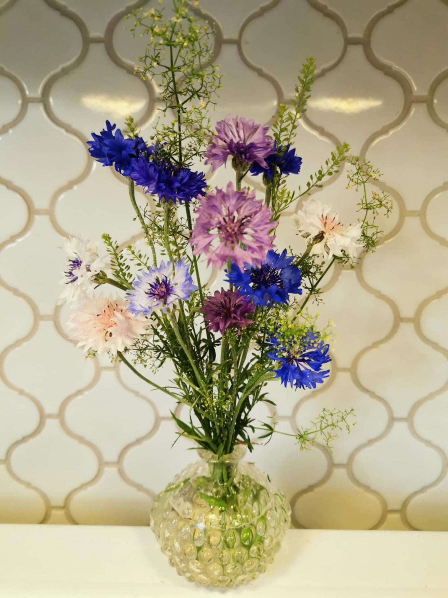 Centaurée en mélange