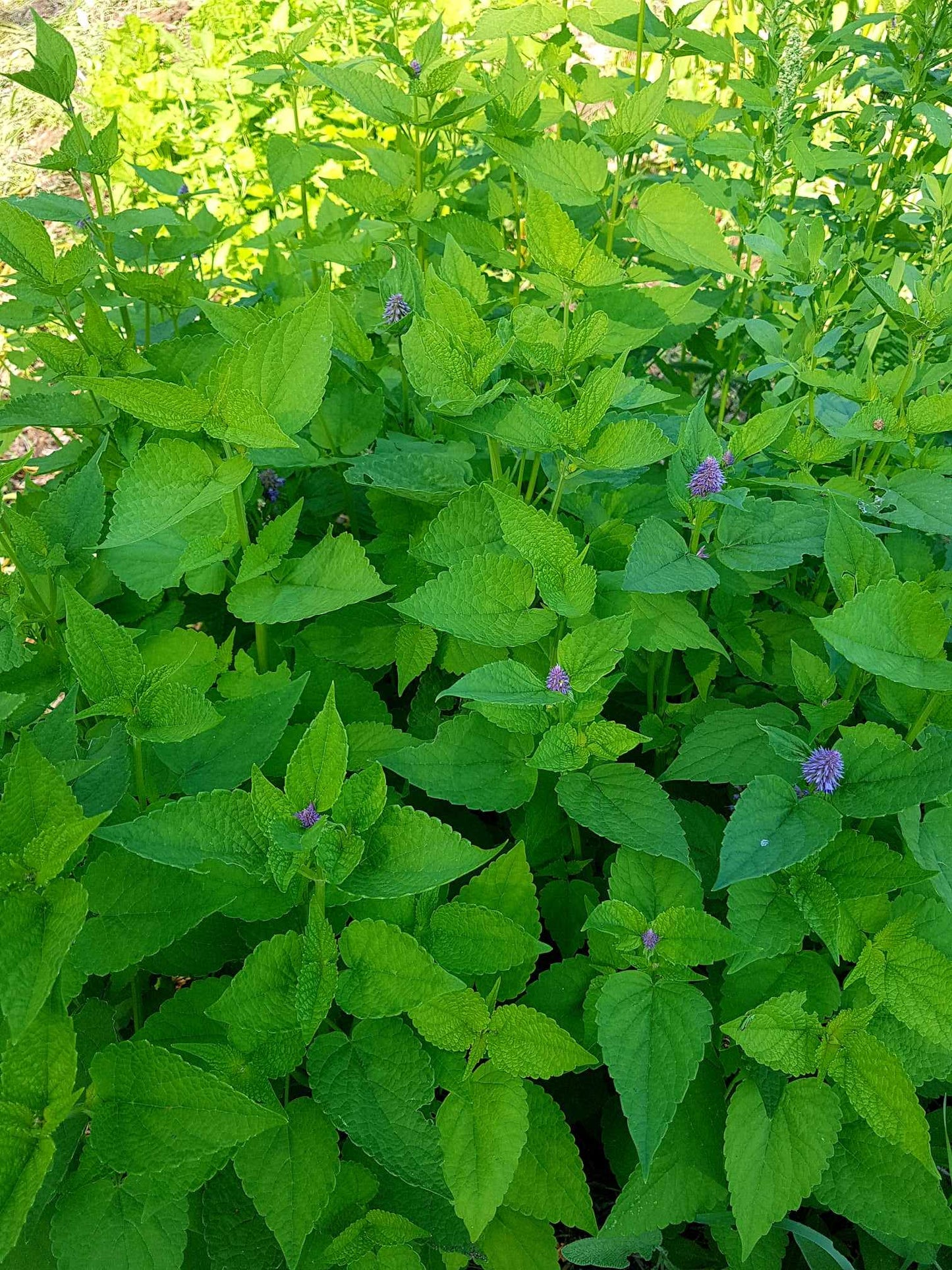 Agastache - Les Semences La Campagnarde