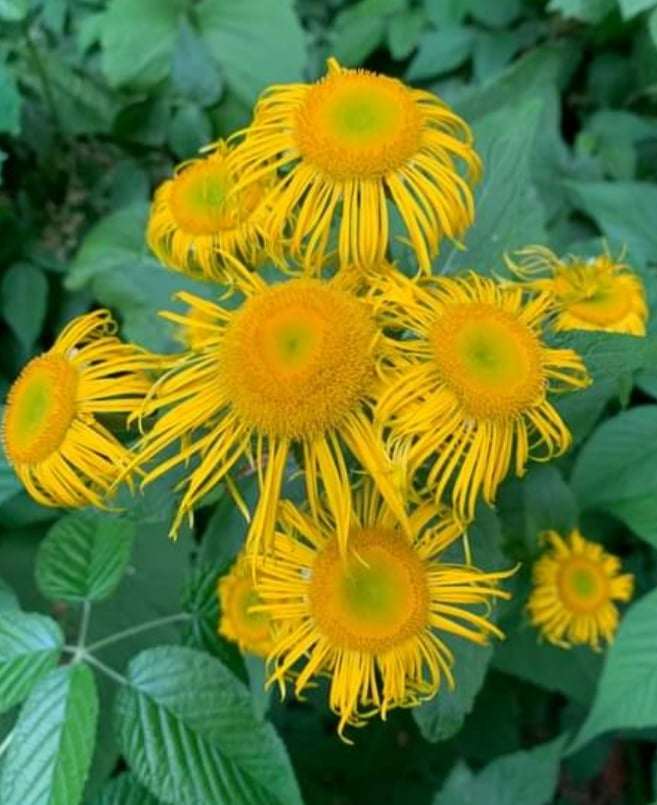 Téléquie splendite, téléquie élégante, telekia speciosa - Les Semences La Campagnarde