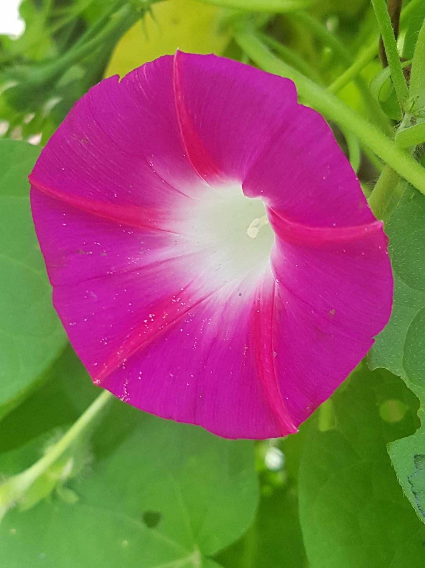 Gloire du matin rose foncée, Scarlet O’Hara, Les Semences La Campagnarde