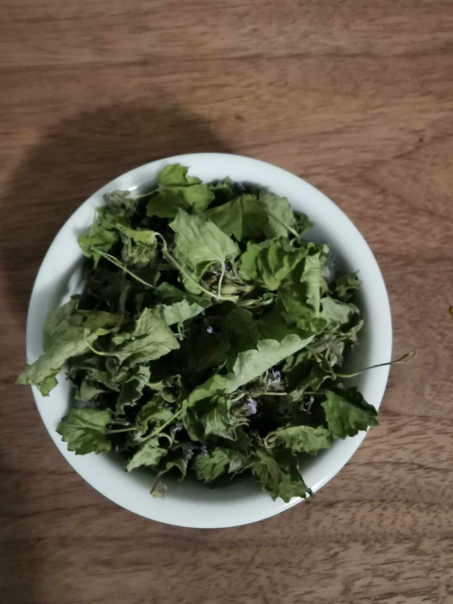 Lierre terrestre - Les Semences La Campagnarde