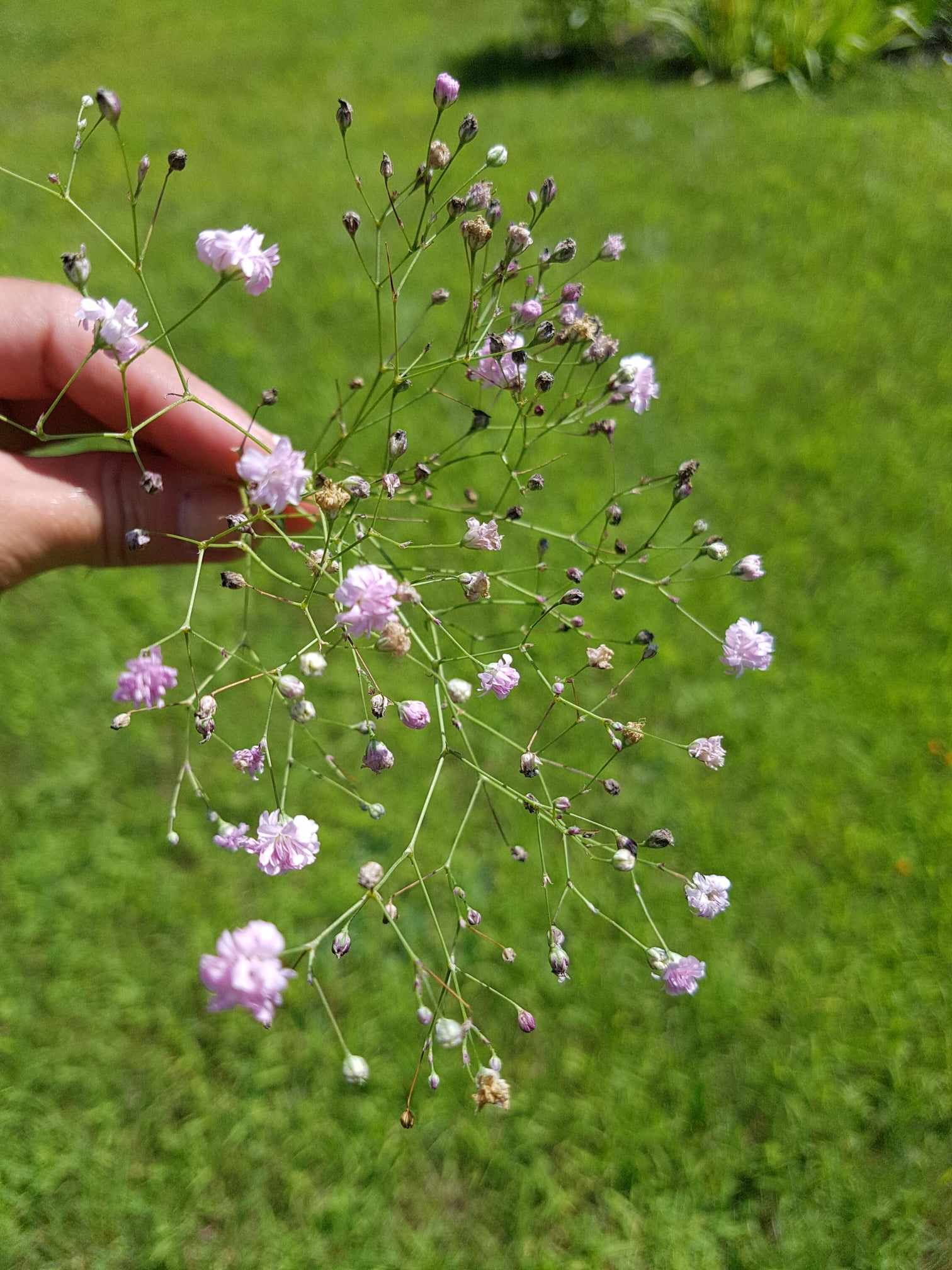 Gypsophile Soupir de bébé - Les Semences La Campagnarde