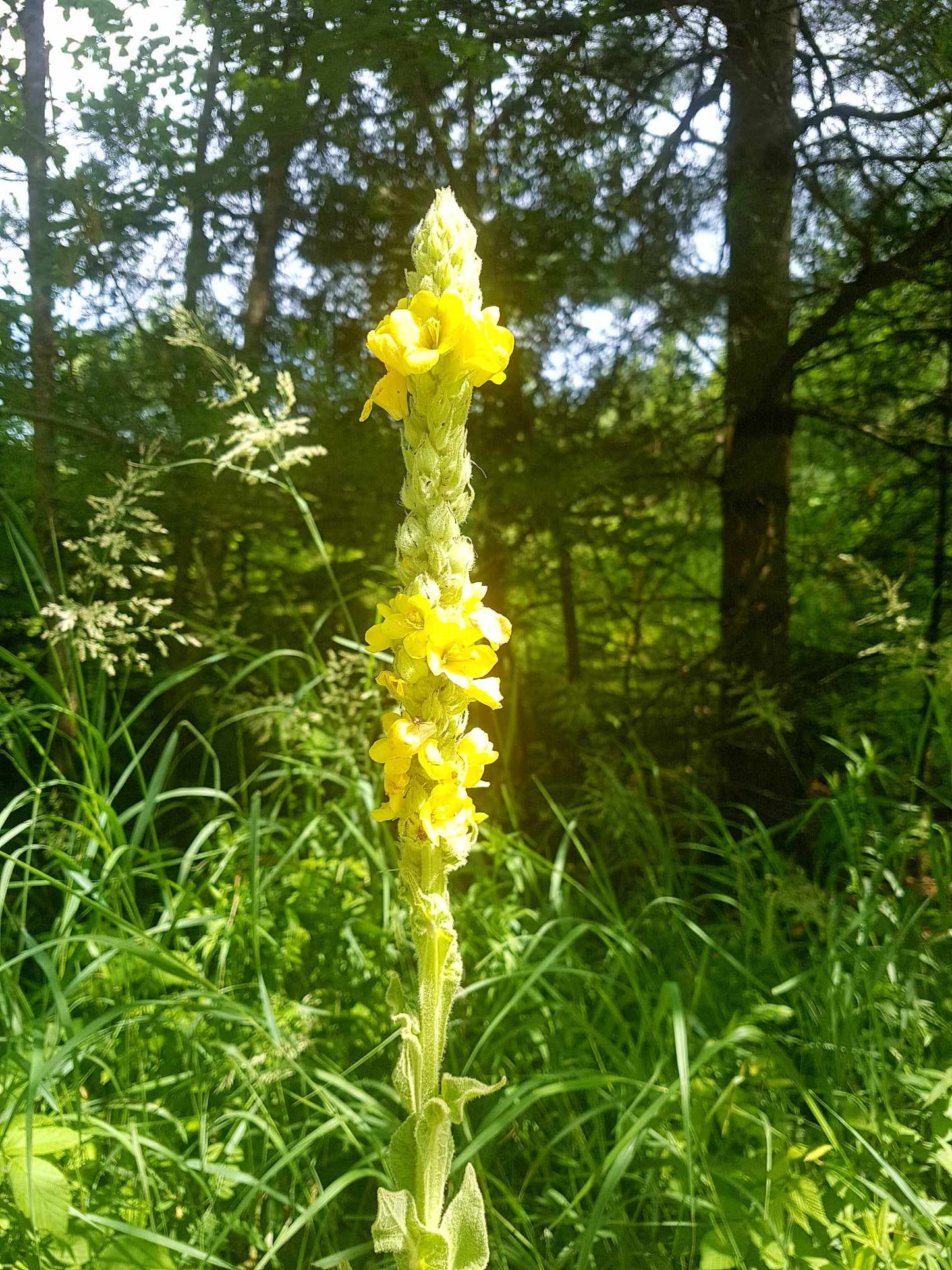 Molène - Les Semences La Campagnarde