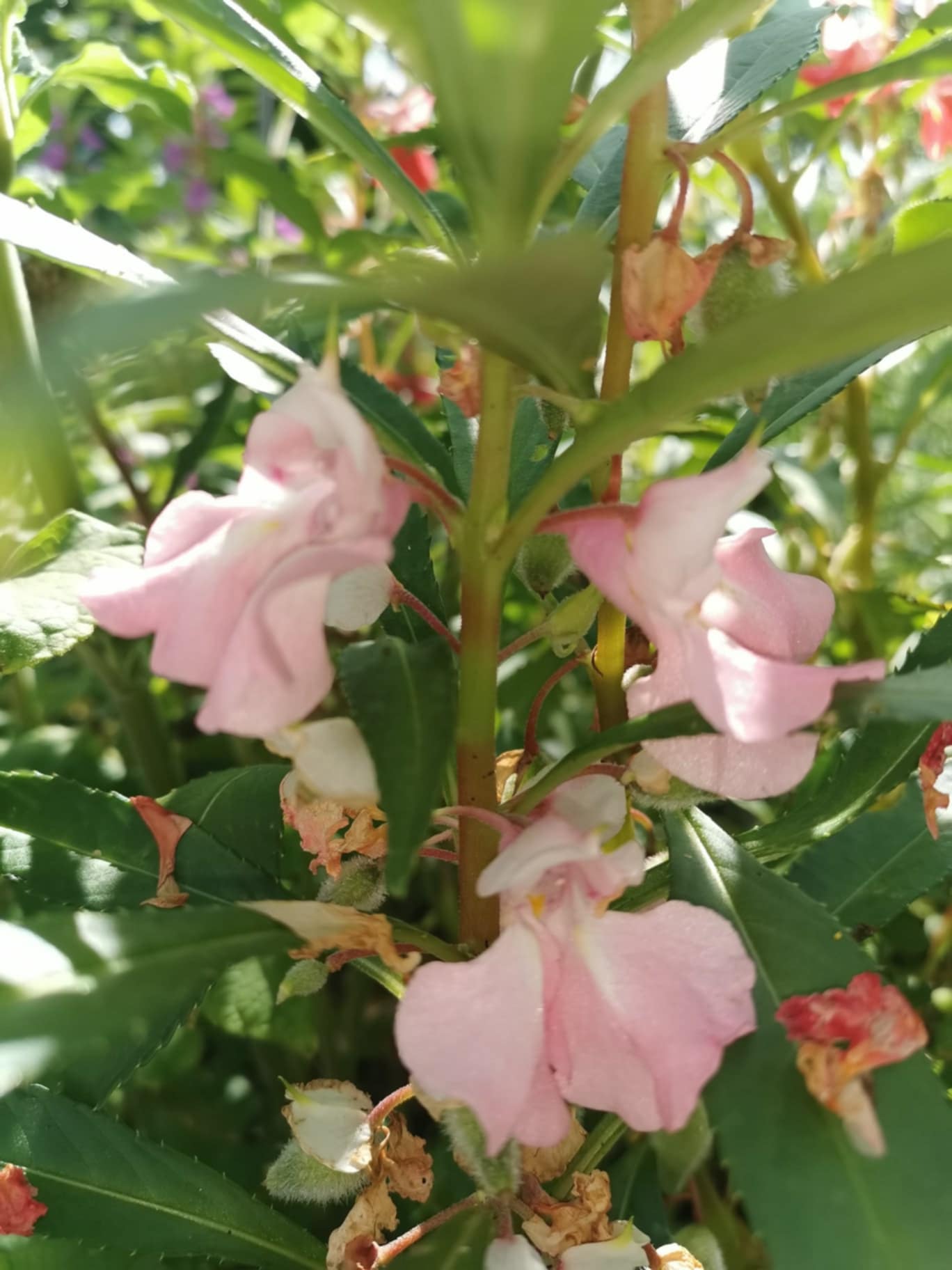 Balsamine rose pâle