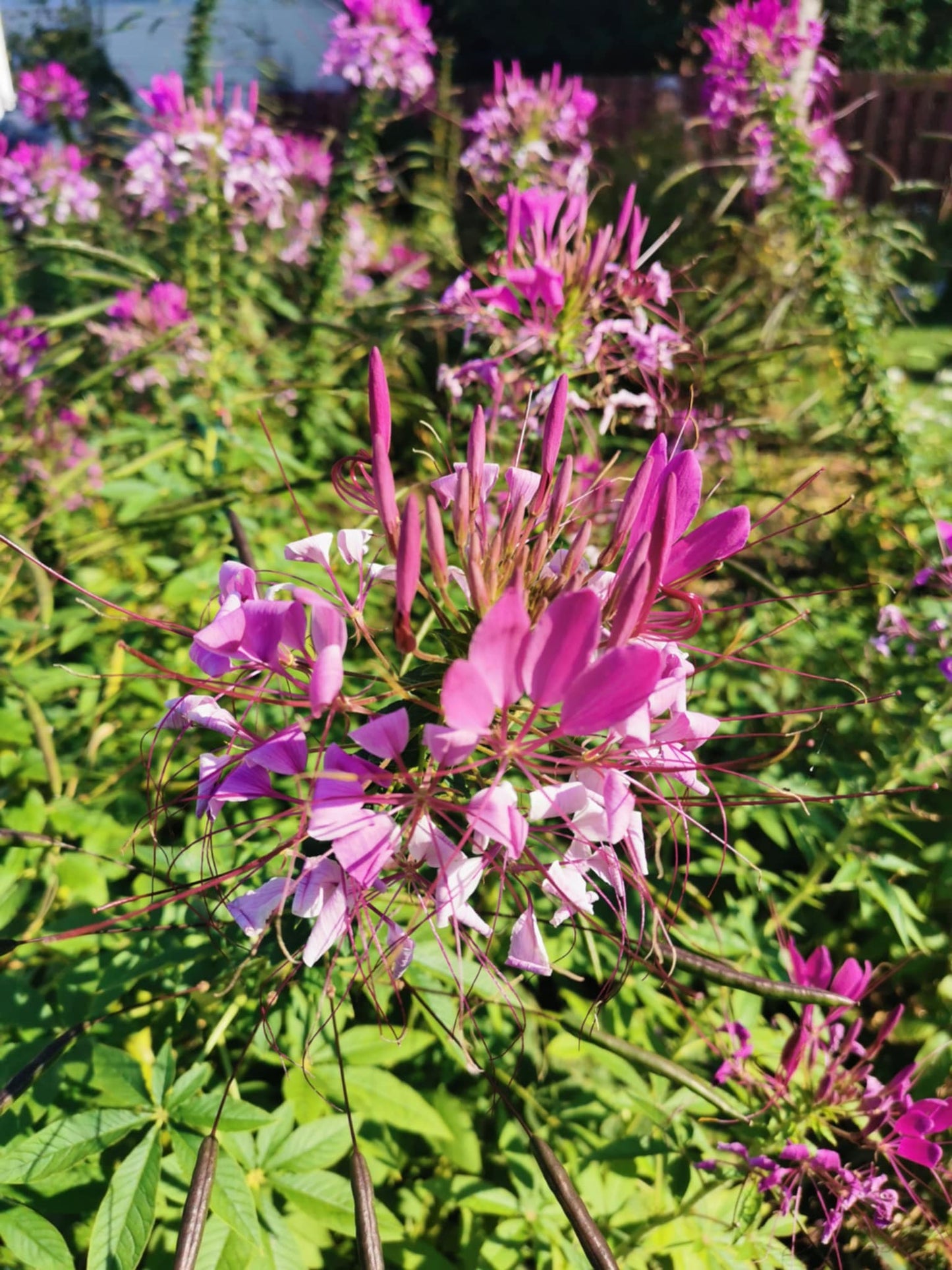 Cléome spinosa rose