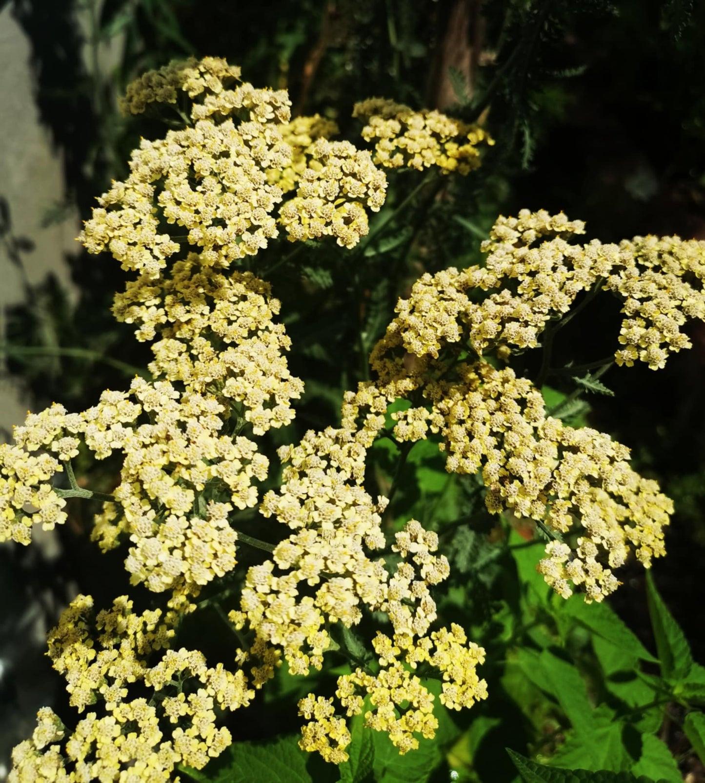 Lemon balm