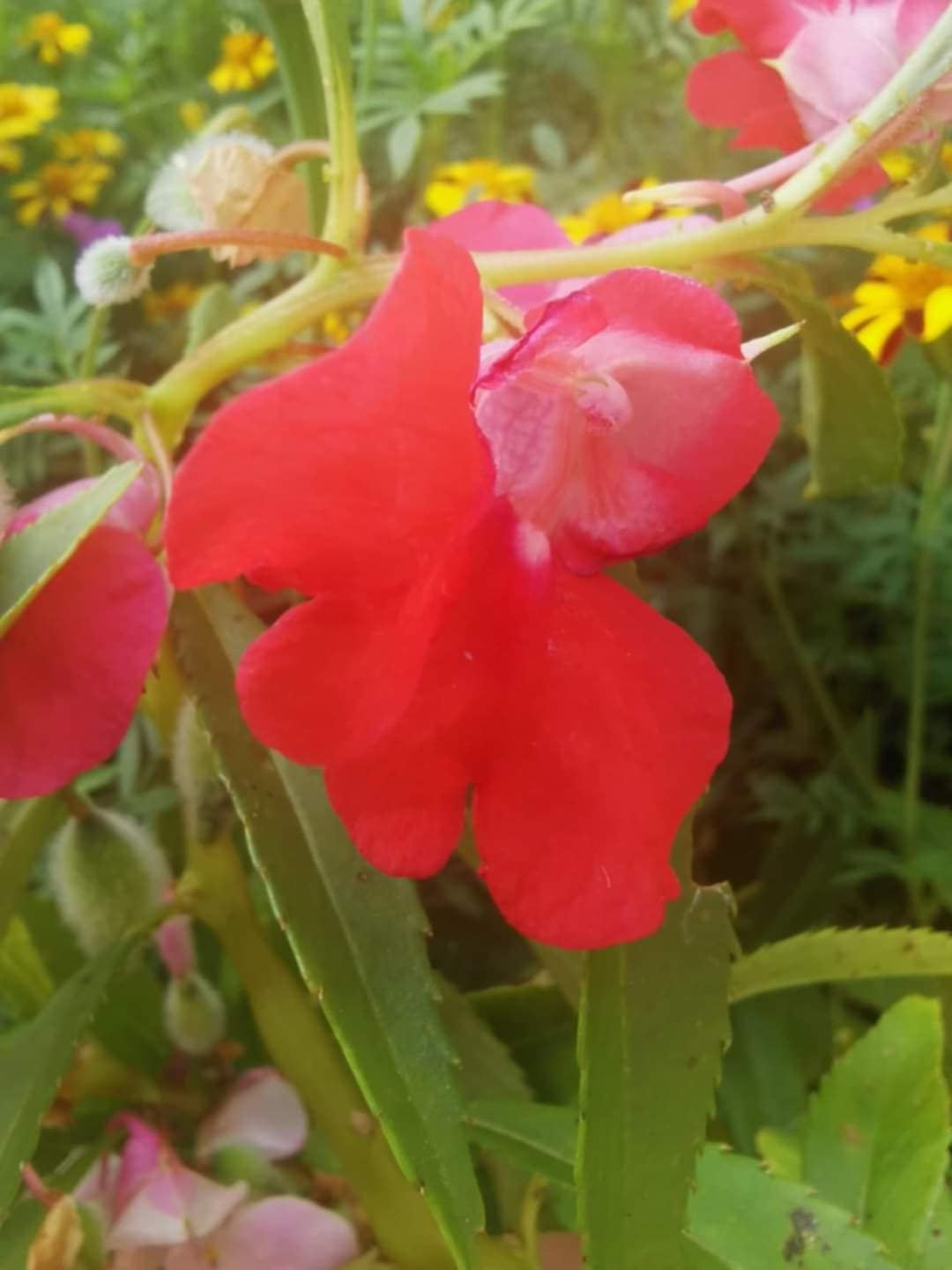 Balsamine rose foncé