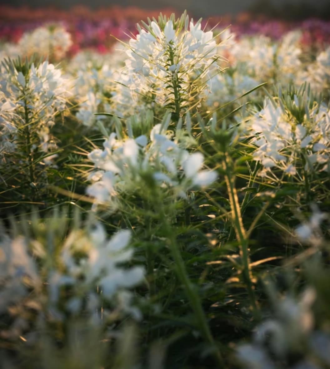 Cléome spinosa blanche