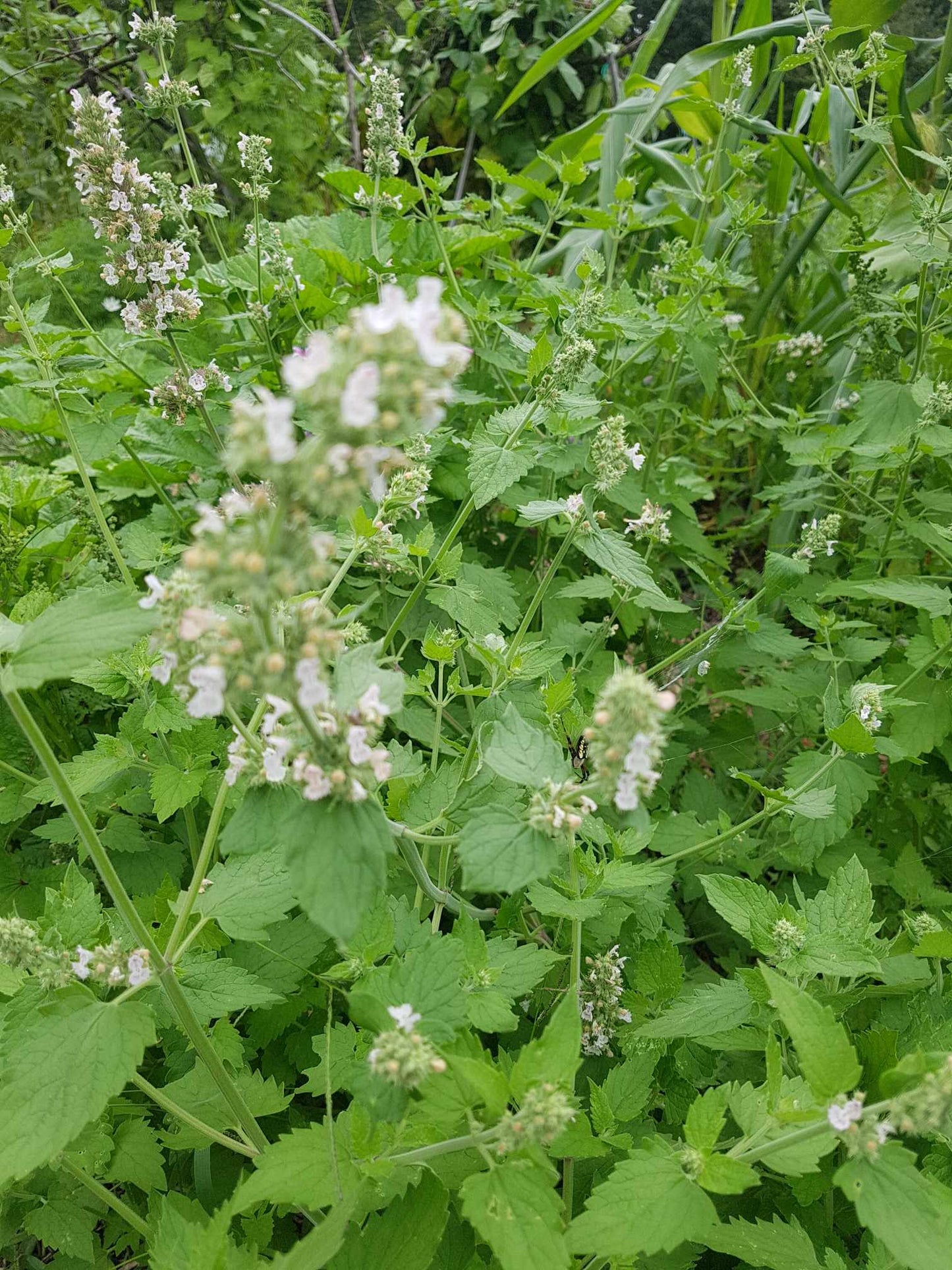Cataire blanche, Nepeta cataria, menthe-aux-chats, herbe-aux-chats, catnip, catmint - Les Semences La Campagnarde
