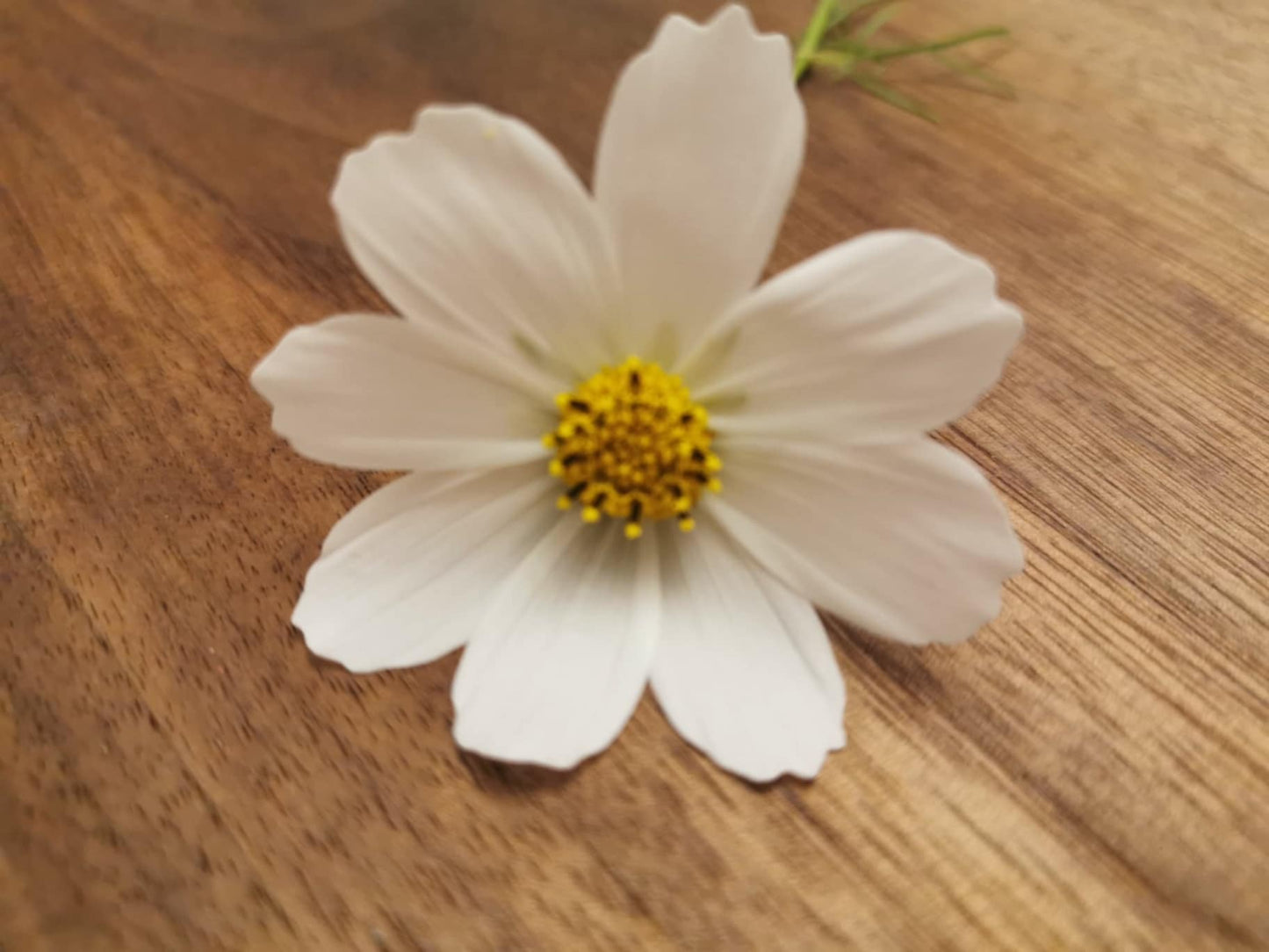 Cosmos blanc - Les Semences La Campagnarde