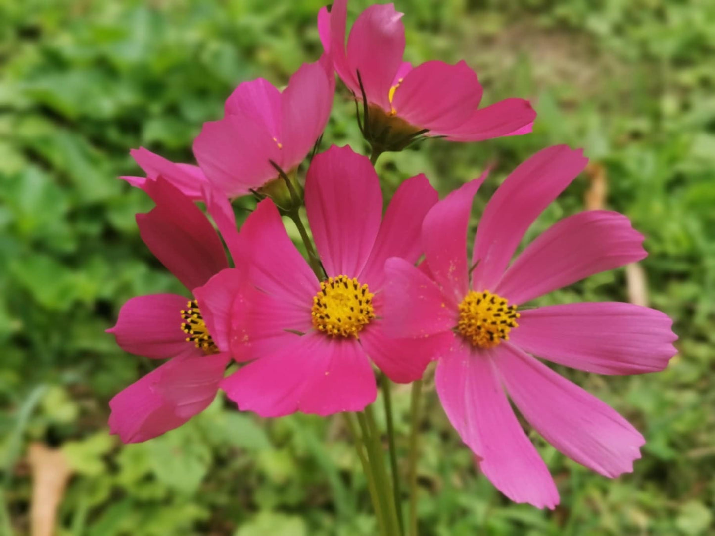 Les Semences La Campagnarde - Cosmos rose foncé