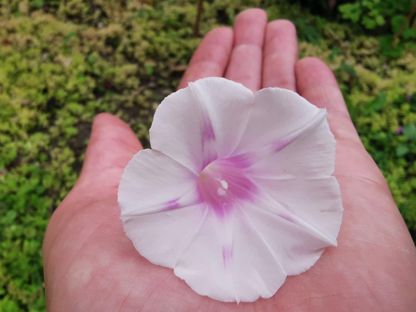 Gloire du matin Voie Lactée - Les Semences La Campagnarde