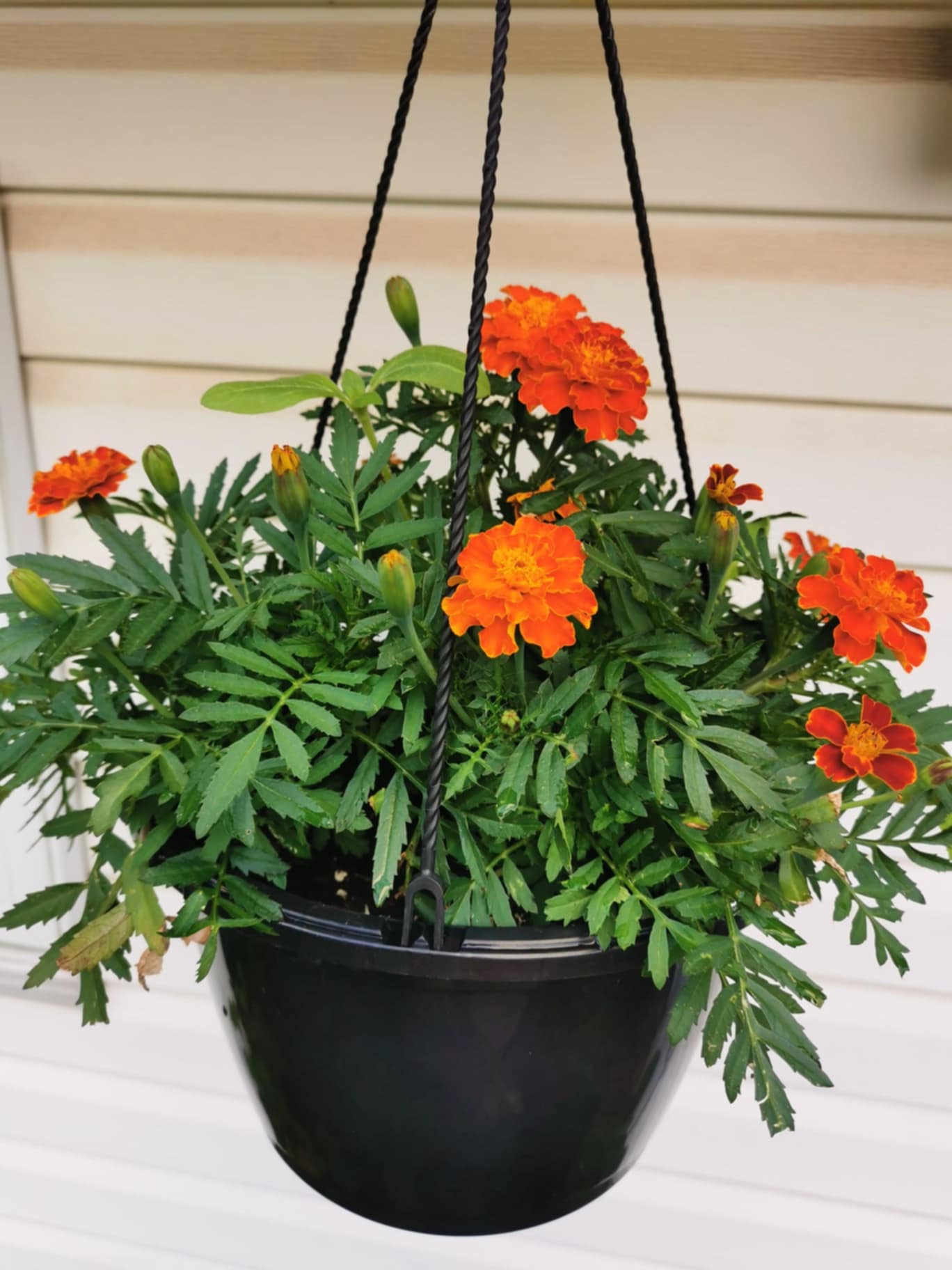 Oeillet d'Inde Carmen - Les Semences La Campagnarde