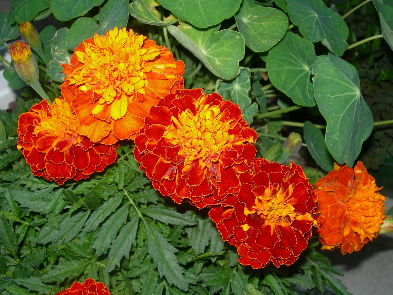 Oeillet d'Inde jaune, orange et rouge