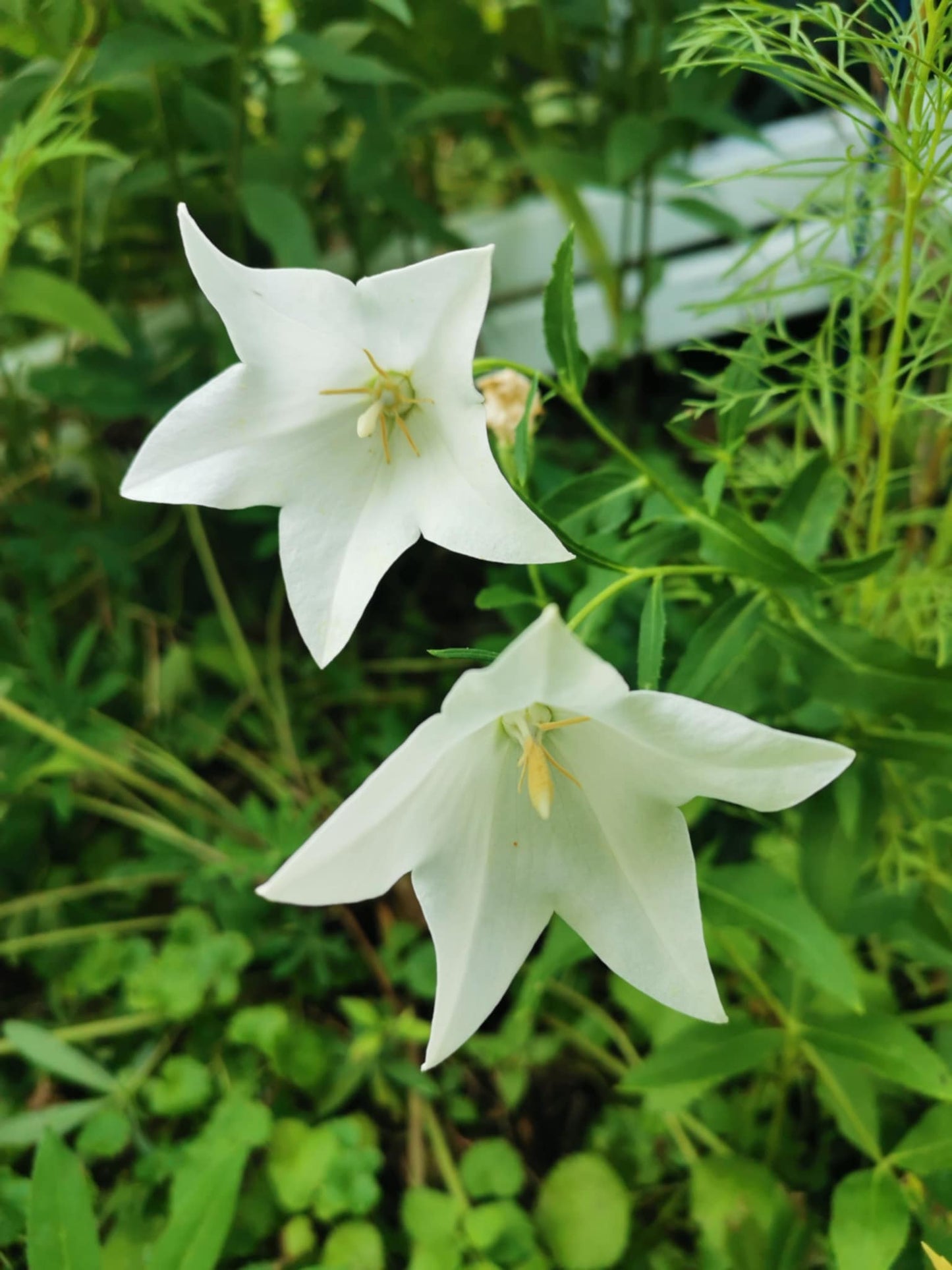 Campanule à gandes fleurs blanche