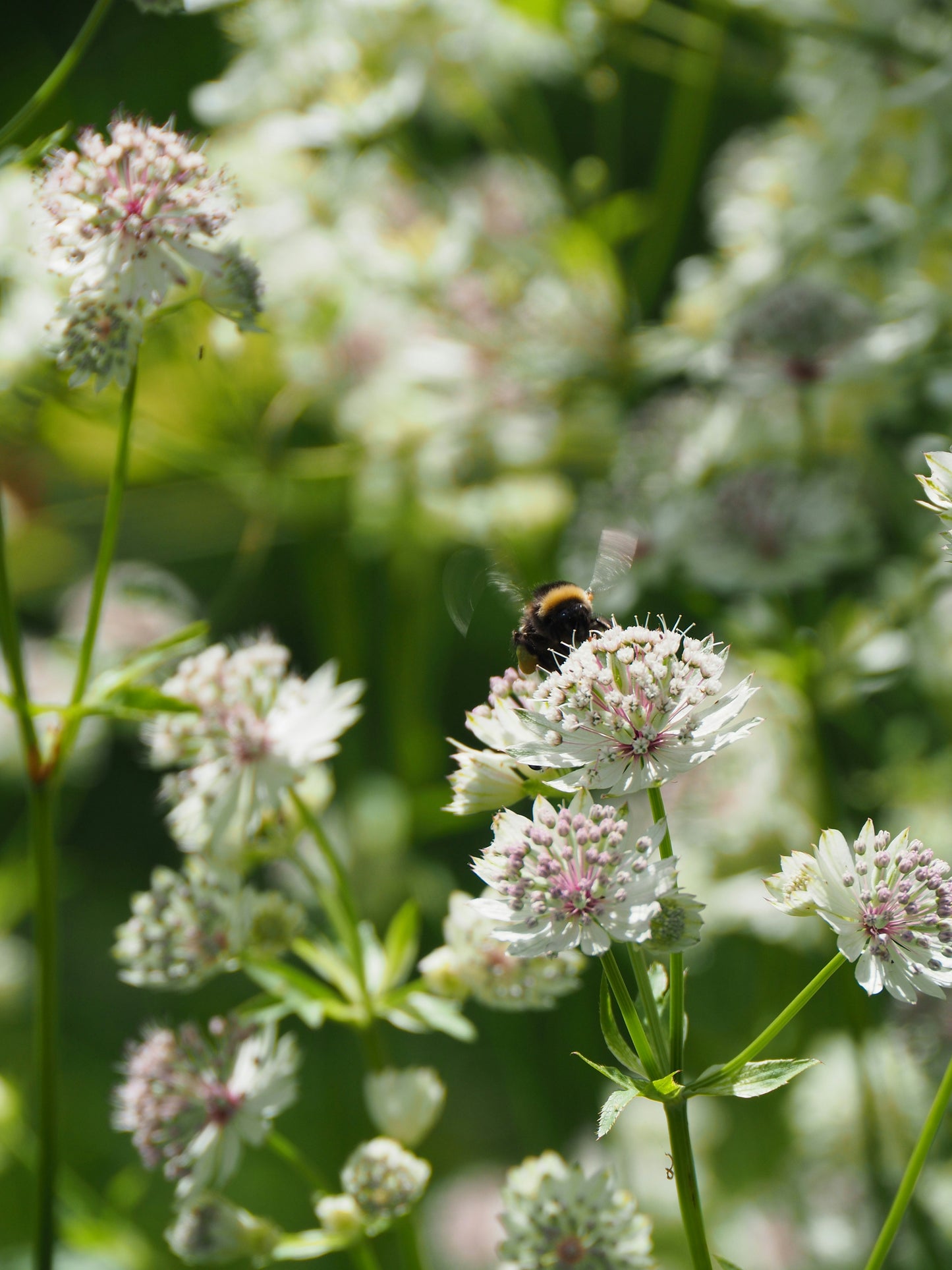 Ornamental garlic (Allium)