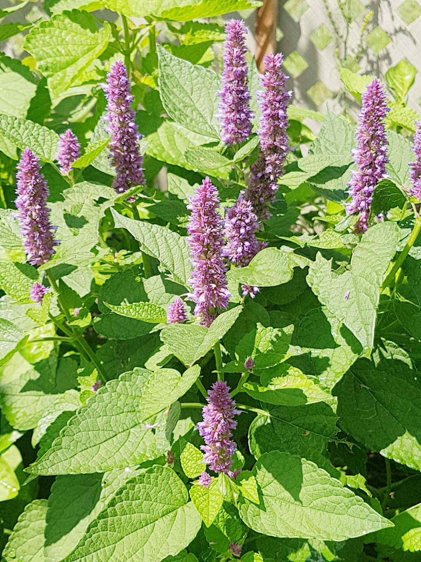 Sommités florales d'agastache - plante séchée