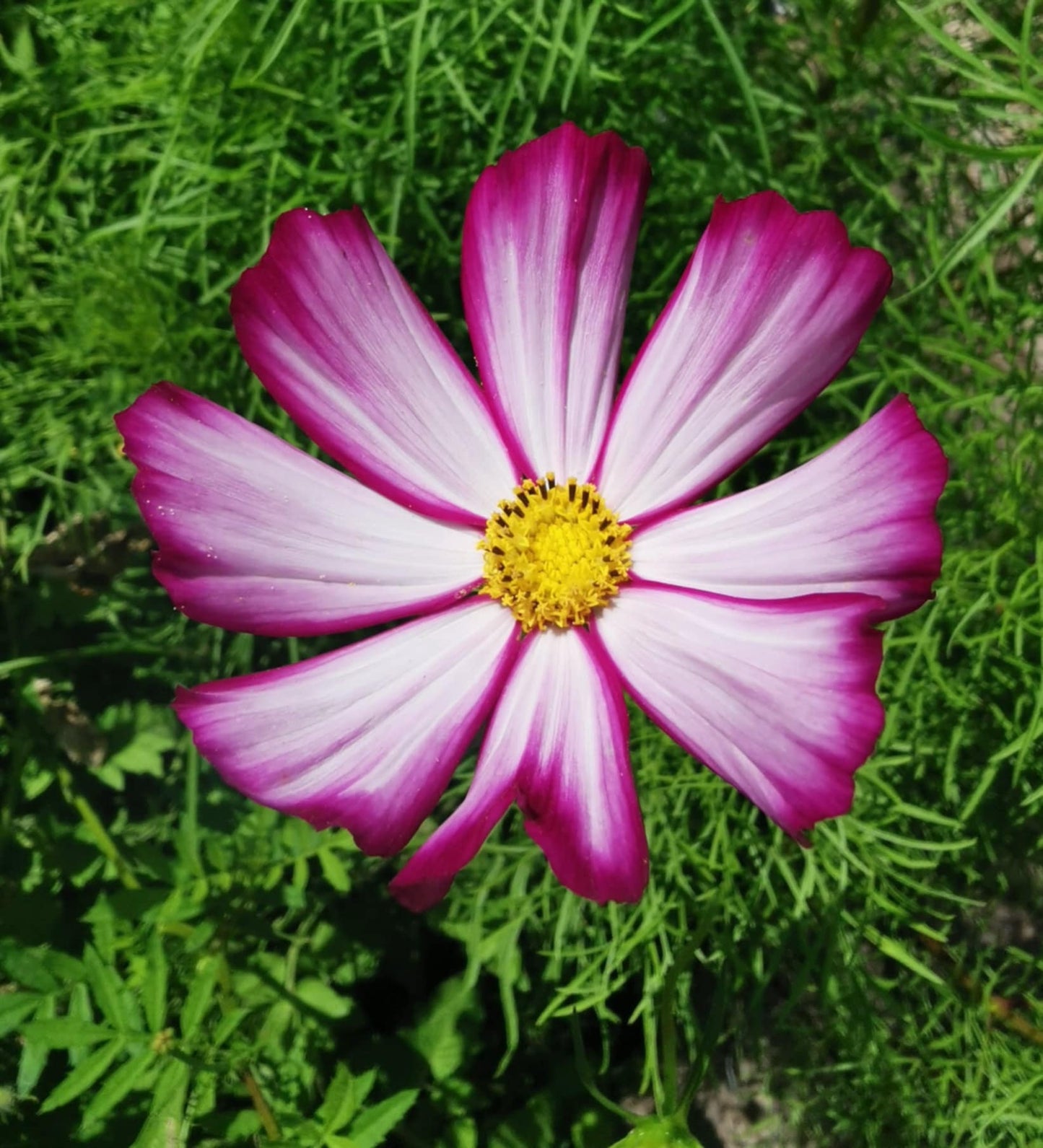 Cosmos picotée