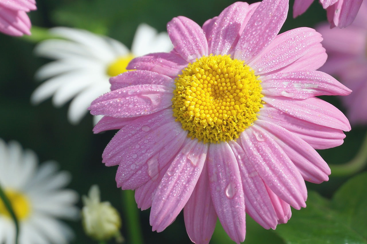 Aster Pinkie - Les Semences La Campagnarde