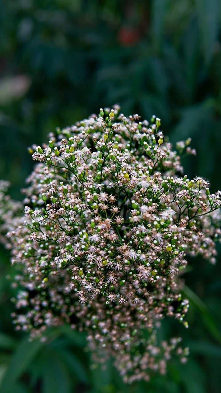 Gypsophile Soupir de bébé - Les Semences La Campagnarde