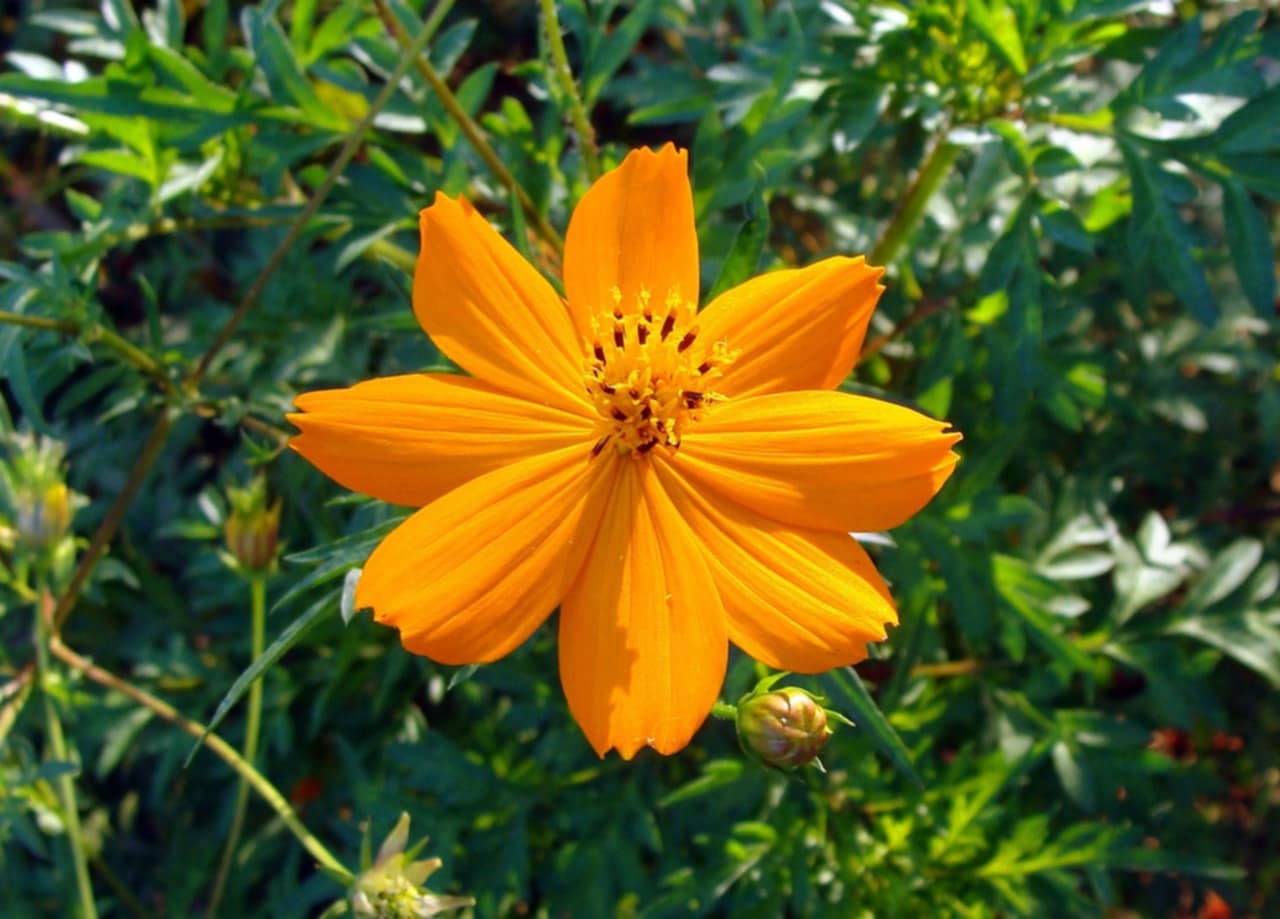Cosmos sulfureux oranges