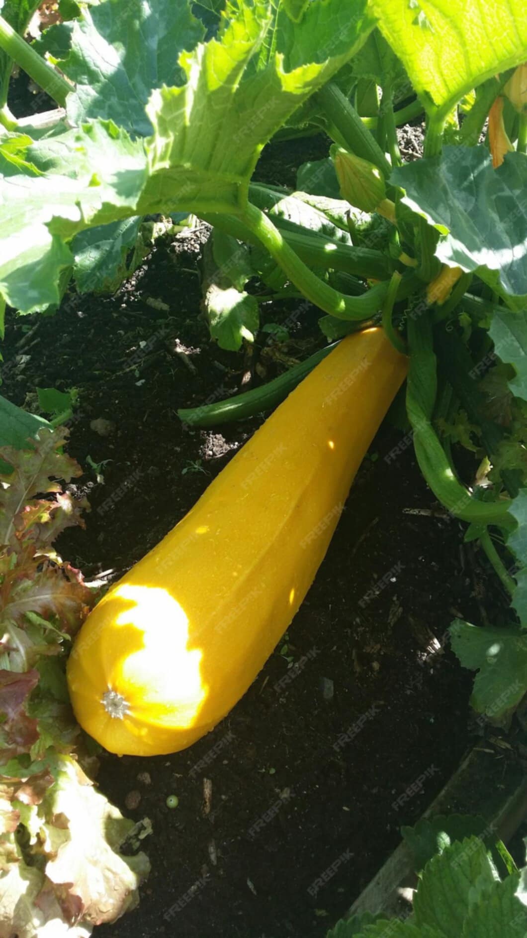 Courgette Gold Rush jaune