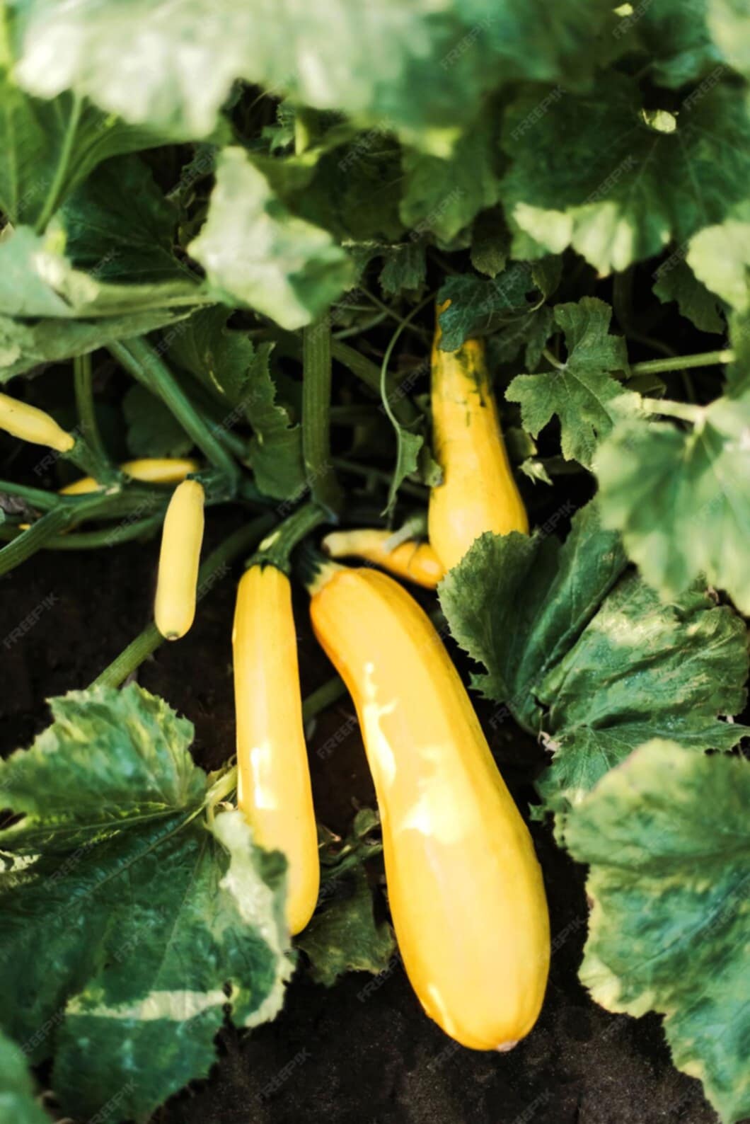 Courgette Gold Rush jaune