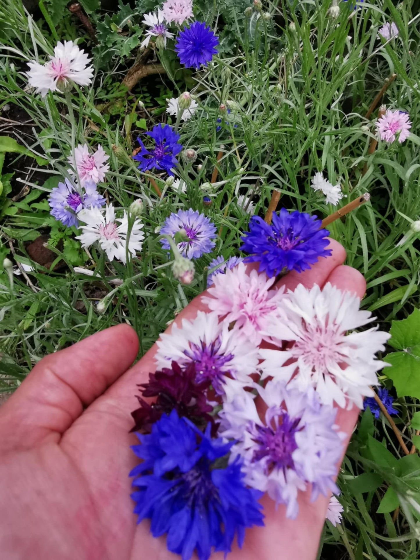 Centaurée en mélange