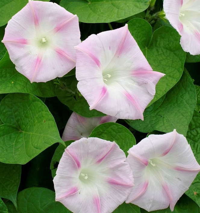 Gloire du matin shiva, rose pâle, Les Semences La Campagnarde