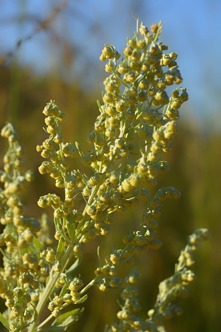 Absinthe, artemisia absinthium , Grande absinthe, armoise_Les Semences La Campagnarde