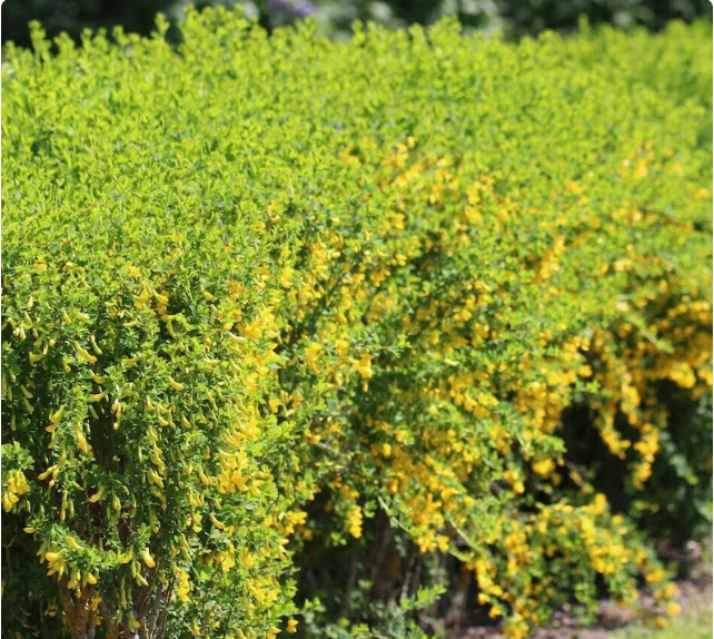 Haie fleurie caraganier -Les Semences La Campagnarde
