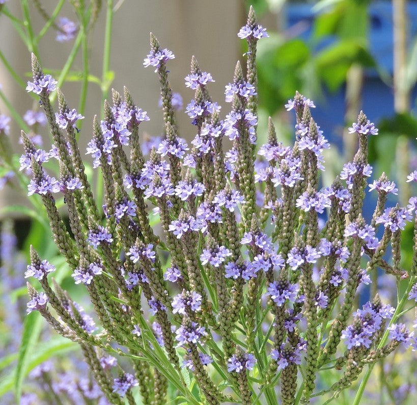 Verveine bleue - Les Semences La Campagnarde