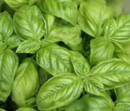 Basilic genova -Les Semences La Campagnarde