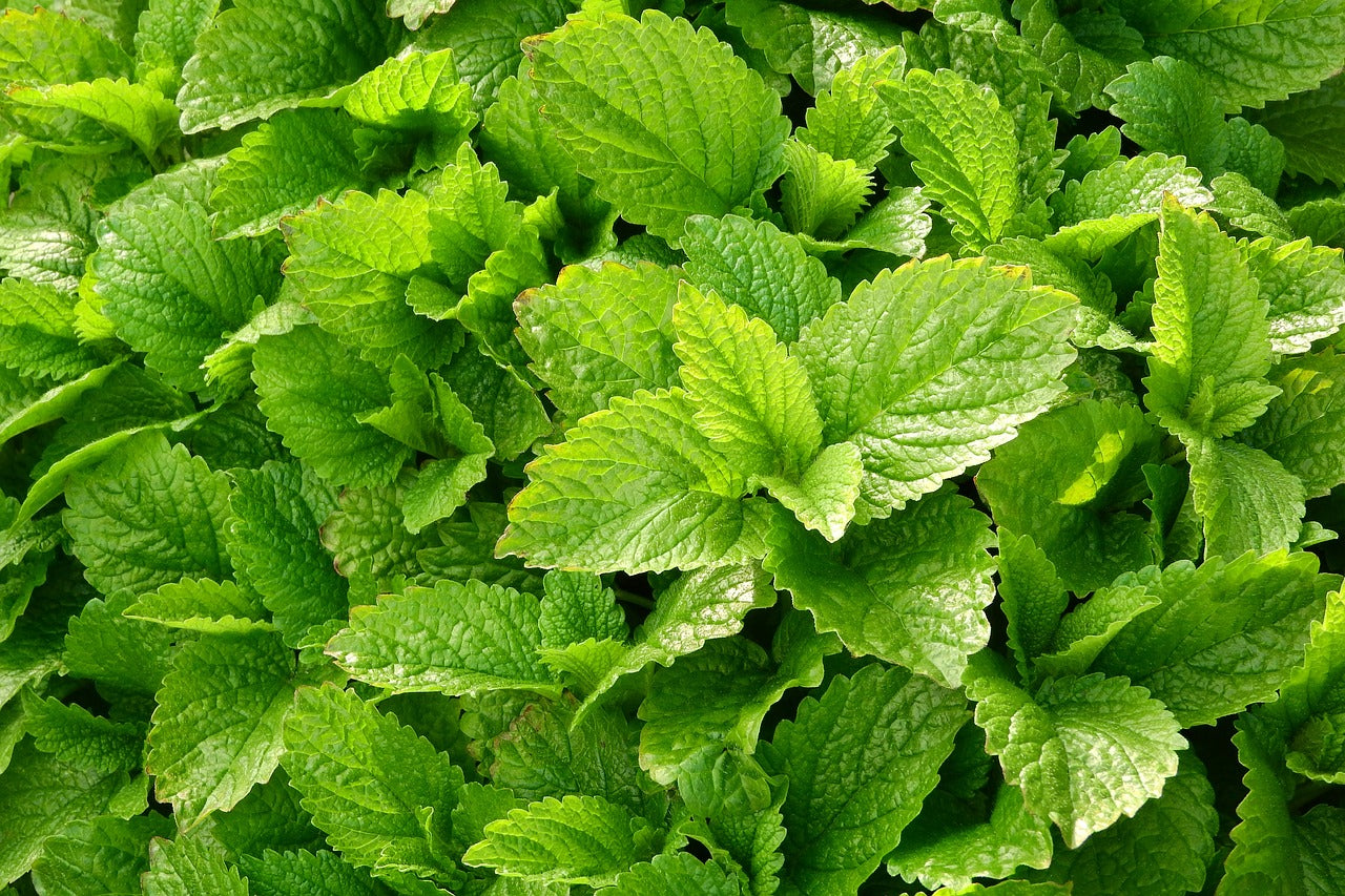 Mélisse officinale - Les semences la campagnarde