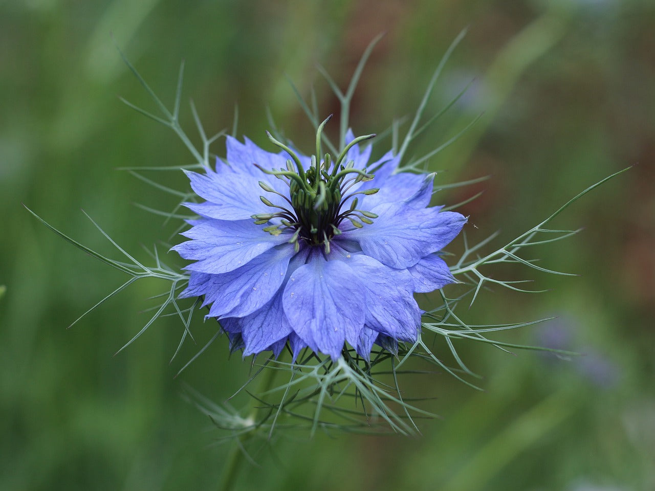 Nigelle de Damas