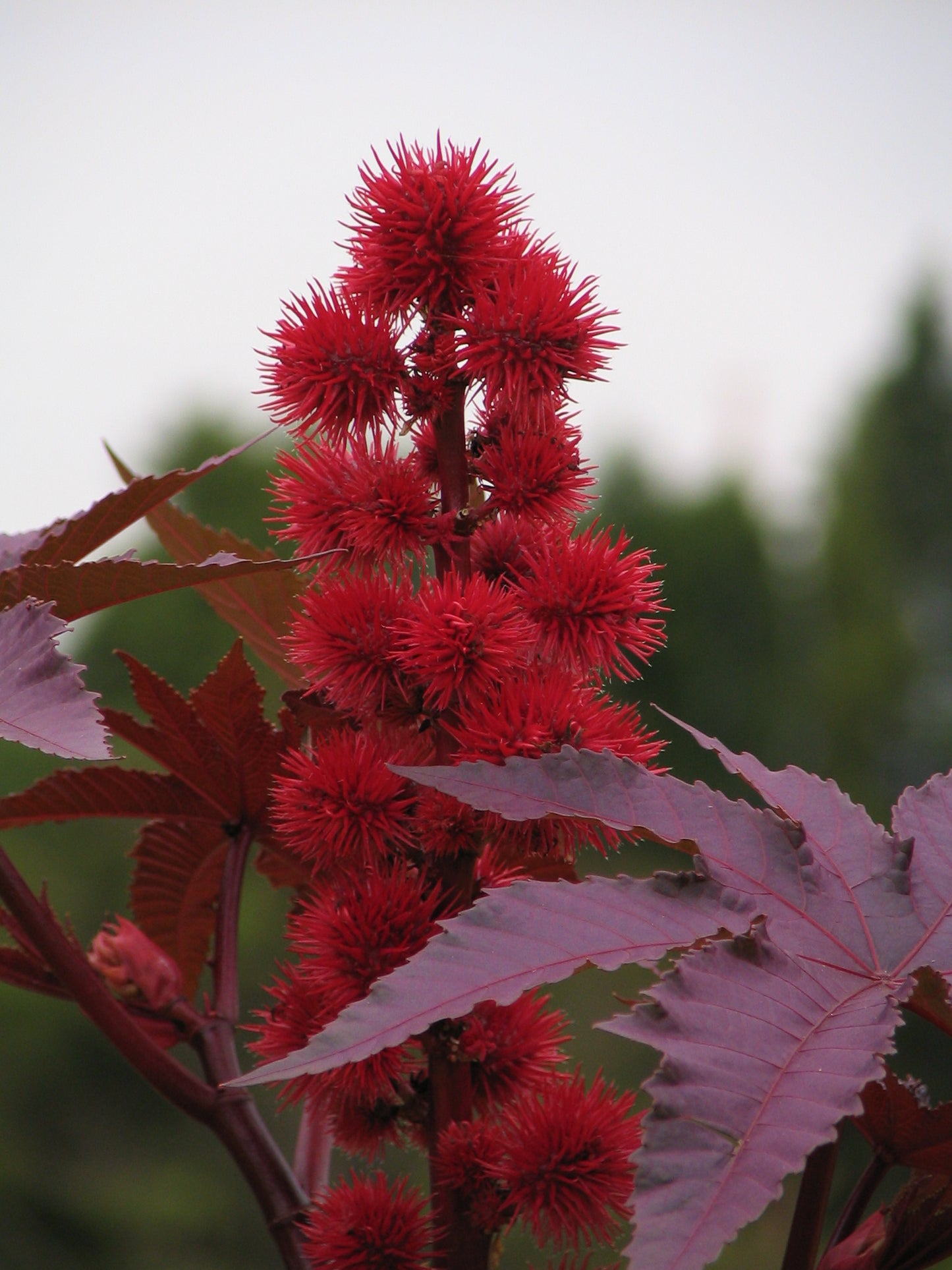 Ricin fruit, Les Semences La Campagnarde