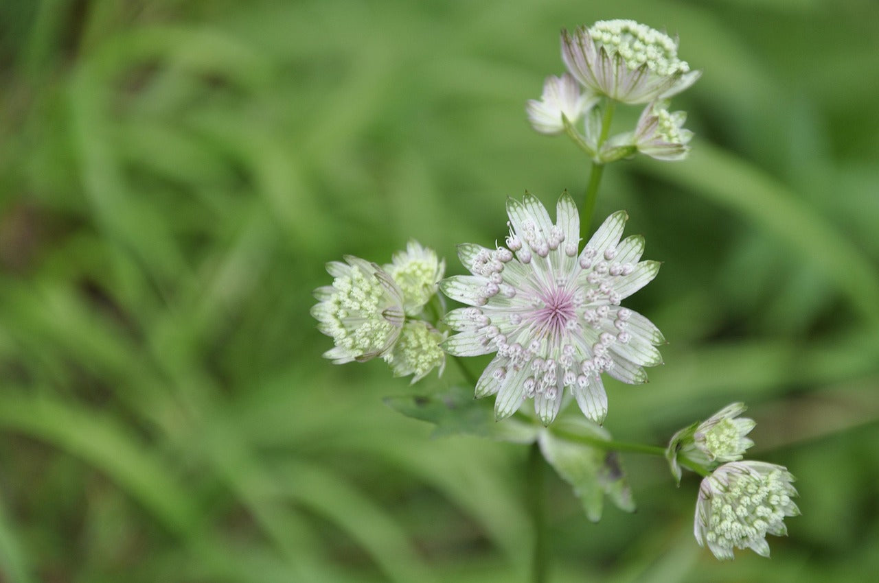 Astrantia blanche