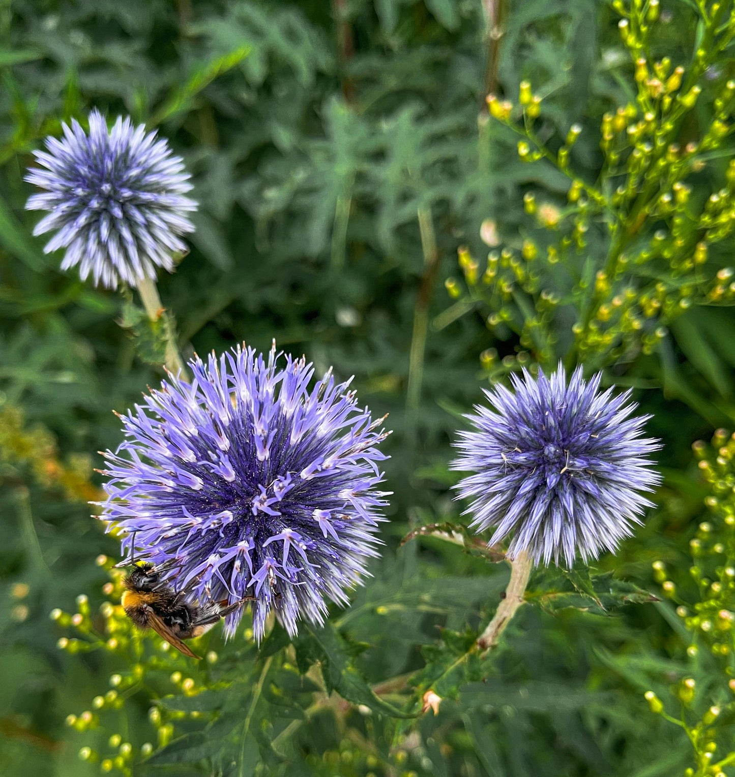 Echinops Autre nom : azurite, chardon boule, chardon bleu, d’oursin bleu ou encore boule azurée_Les Semences La Campagnarde