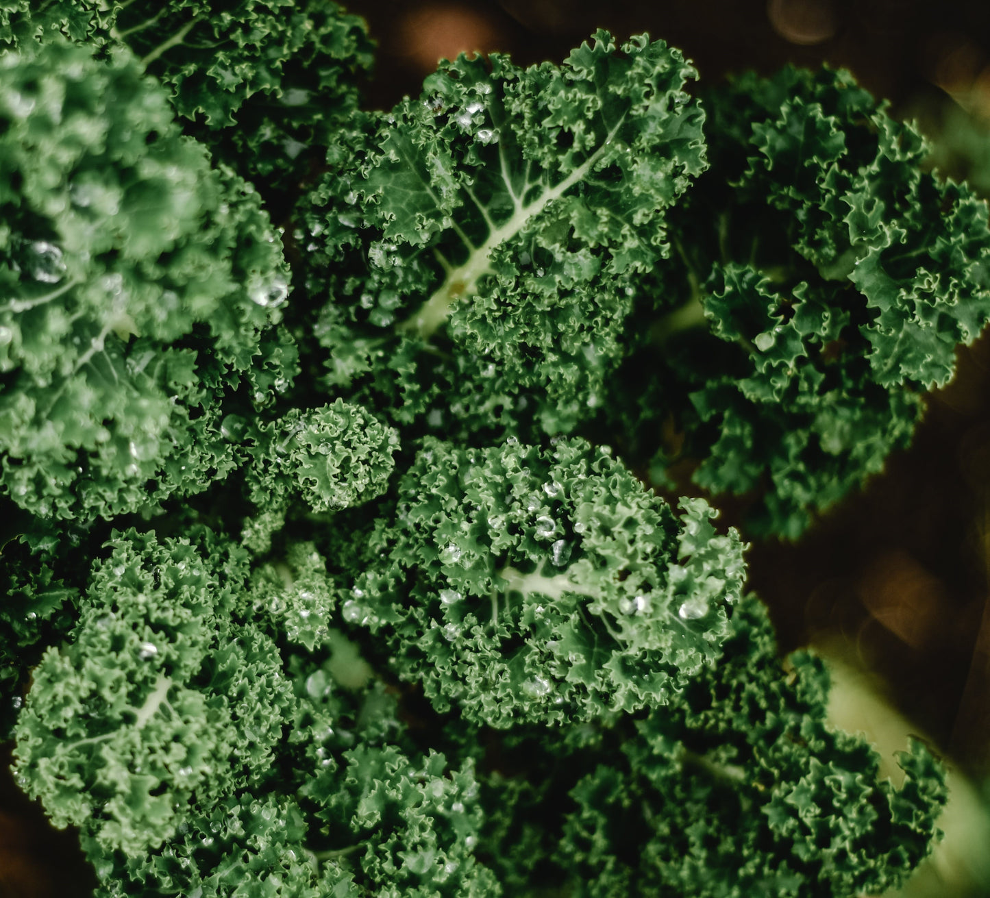 Chou frisé Dwarf Blue Scotch