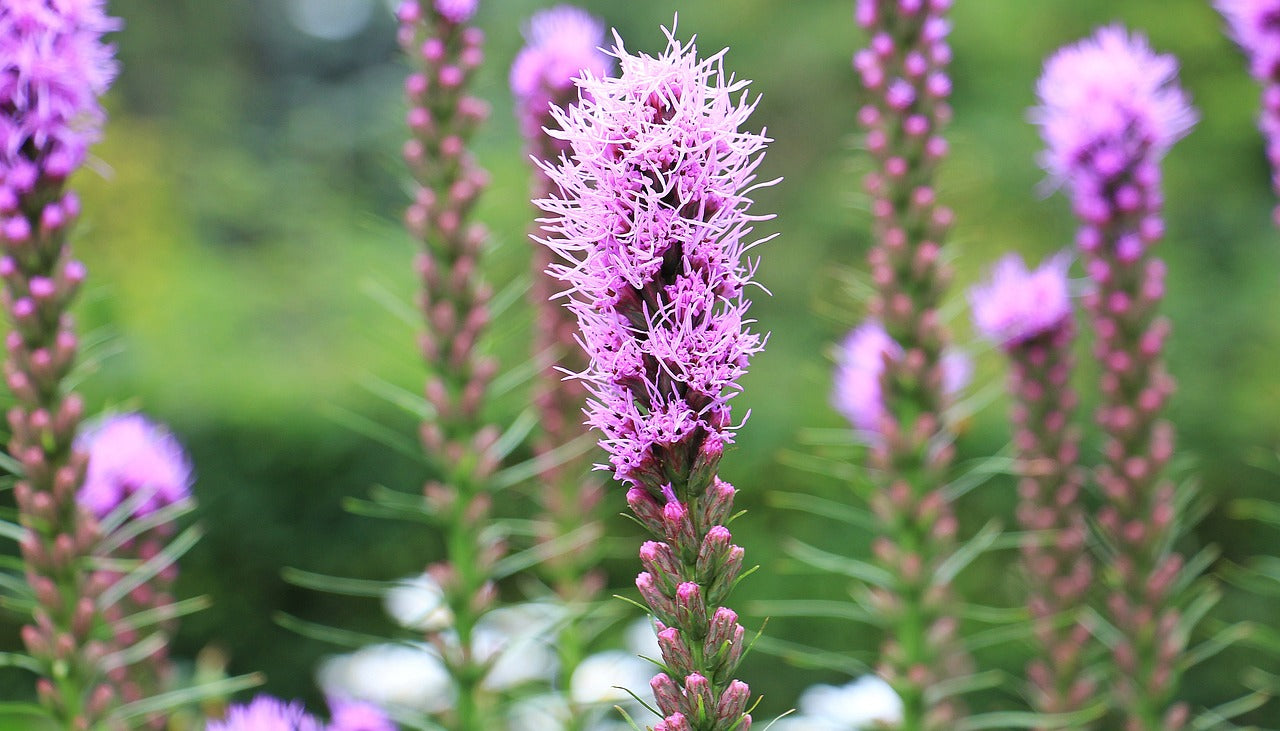 Liatris Spicata - Les Semences La Campagnarde