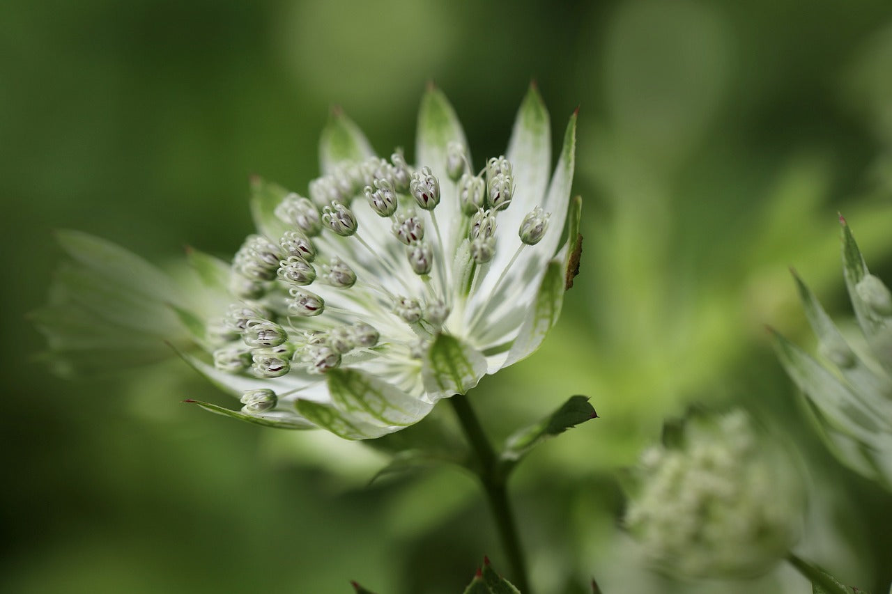 Ornamental garlic (Allium)