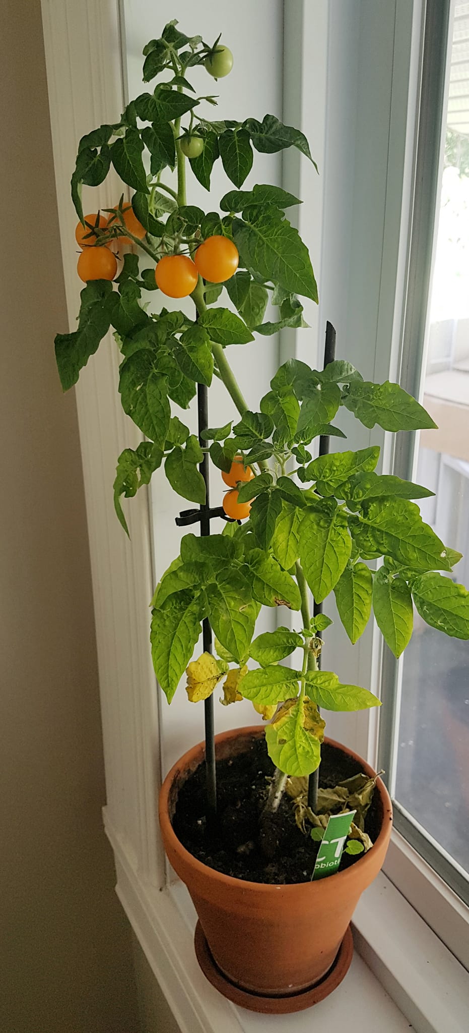 Semences de tomate Dix Doigts de orange hat - Les Semences La Campagnarde