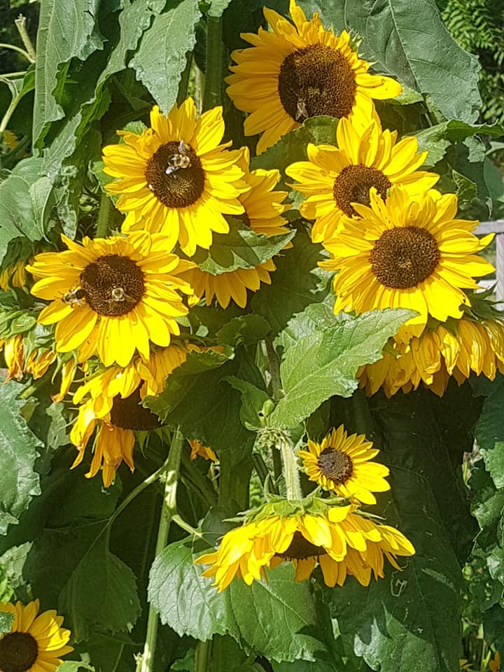 Semences de tournesol en mélange - Les Semences La Campagnarde