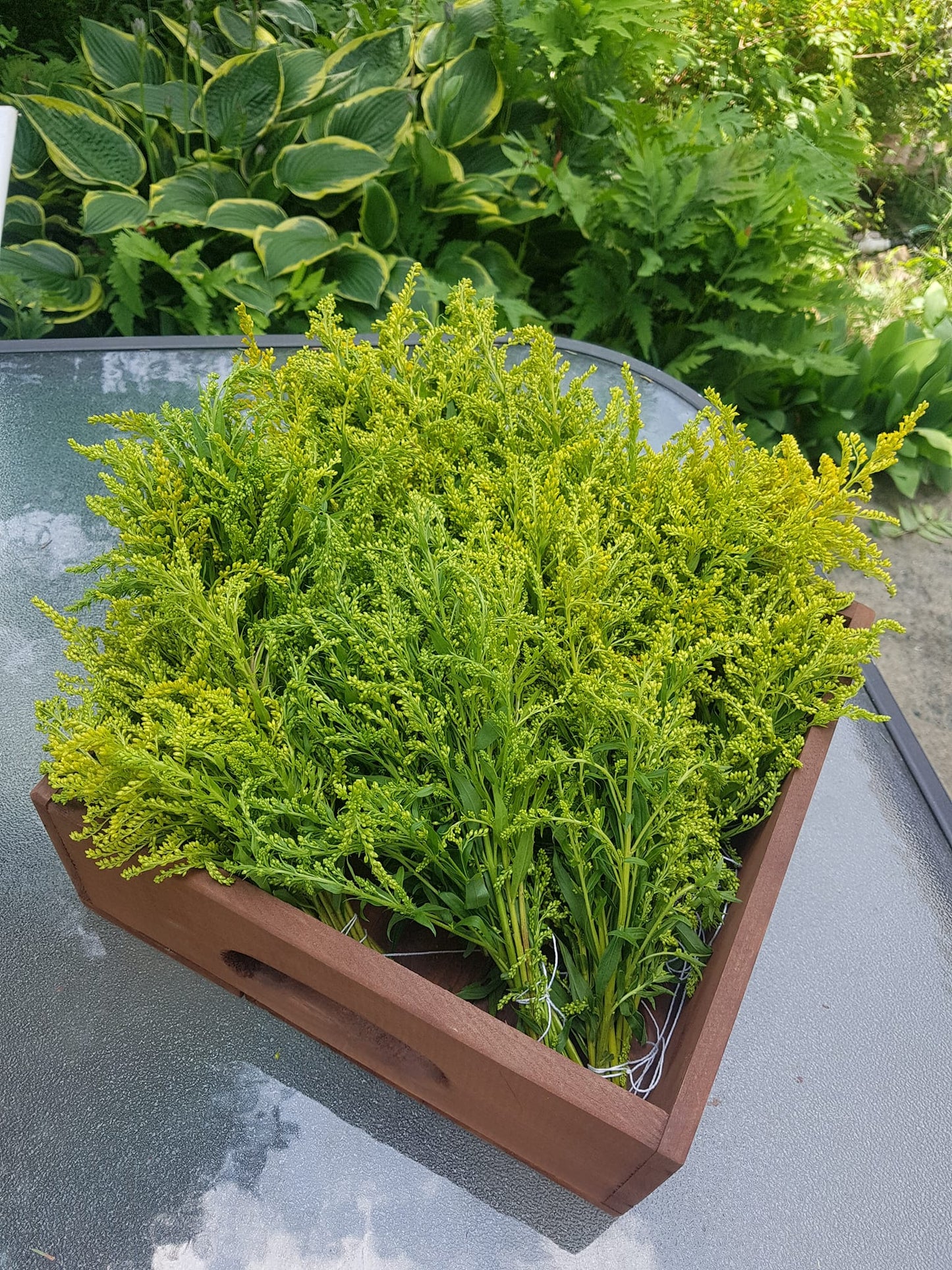 Verge d'or séché pour infusion - Les Semences La Campagnarde