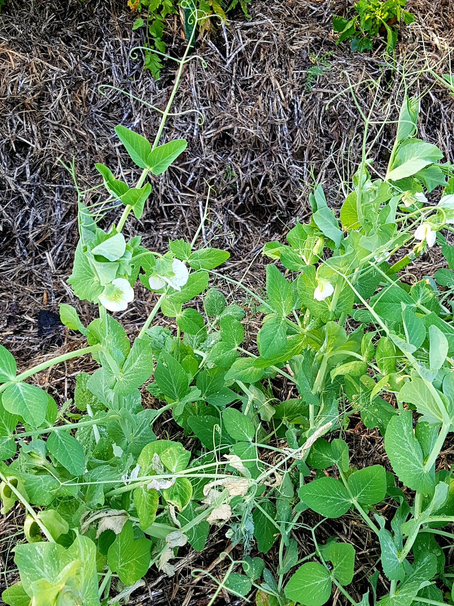 Semences de pois Green Arrow - Les Semences La Campagnarde