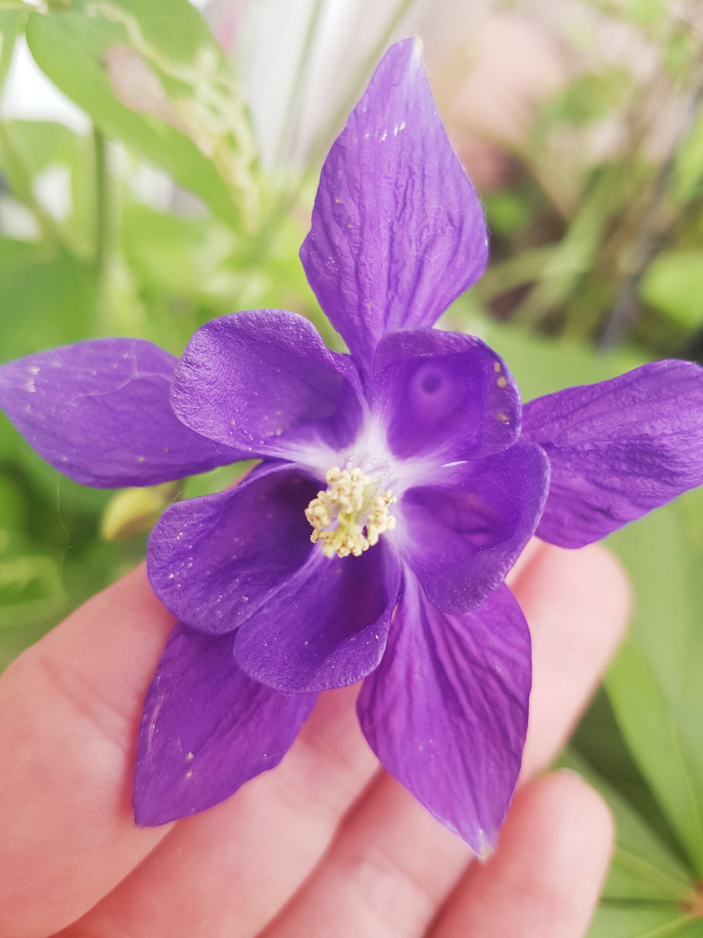 Semences ancolie mauve - Les Semences La Campagnarde