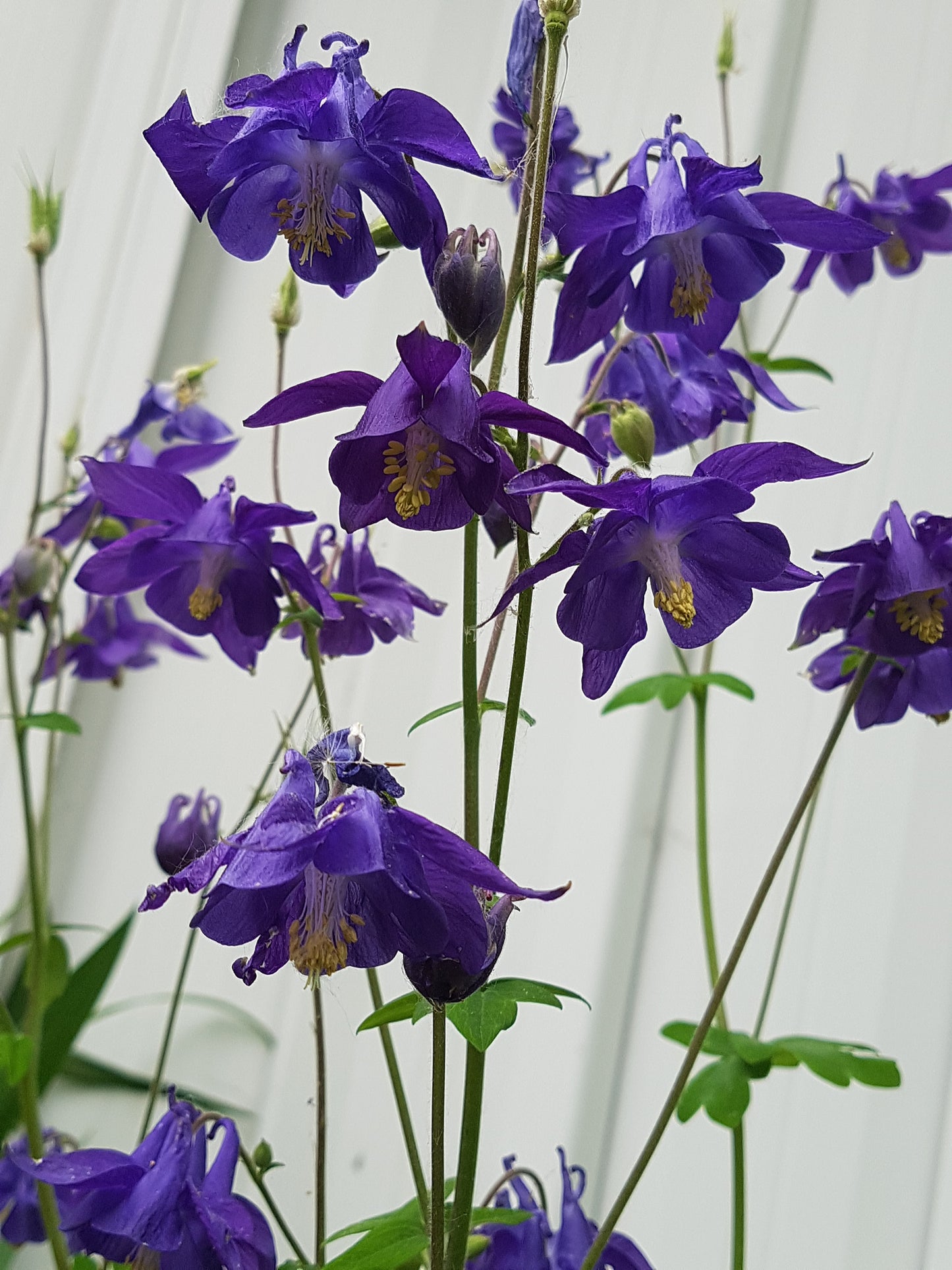 Semences Ancolie mauve - Les Semences La Campagnarde